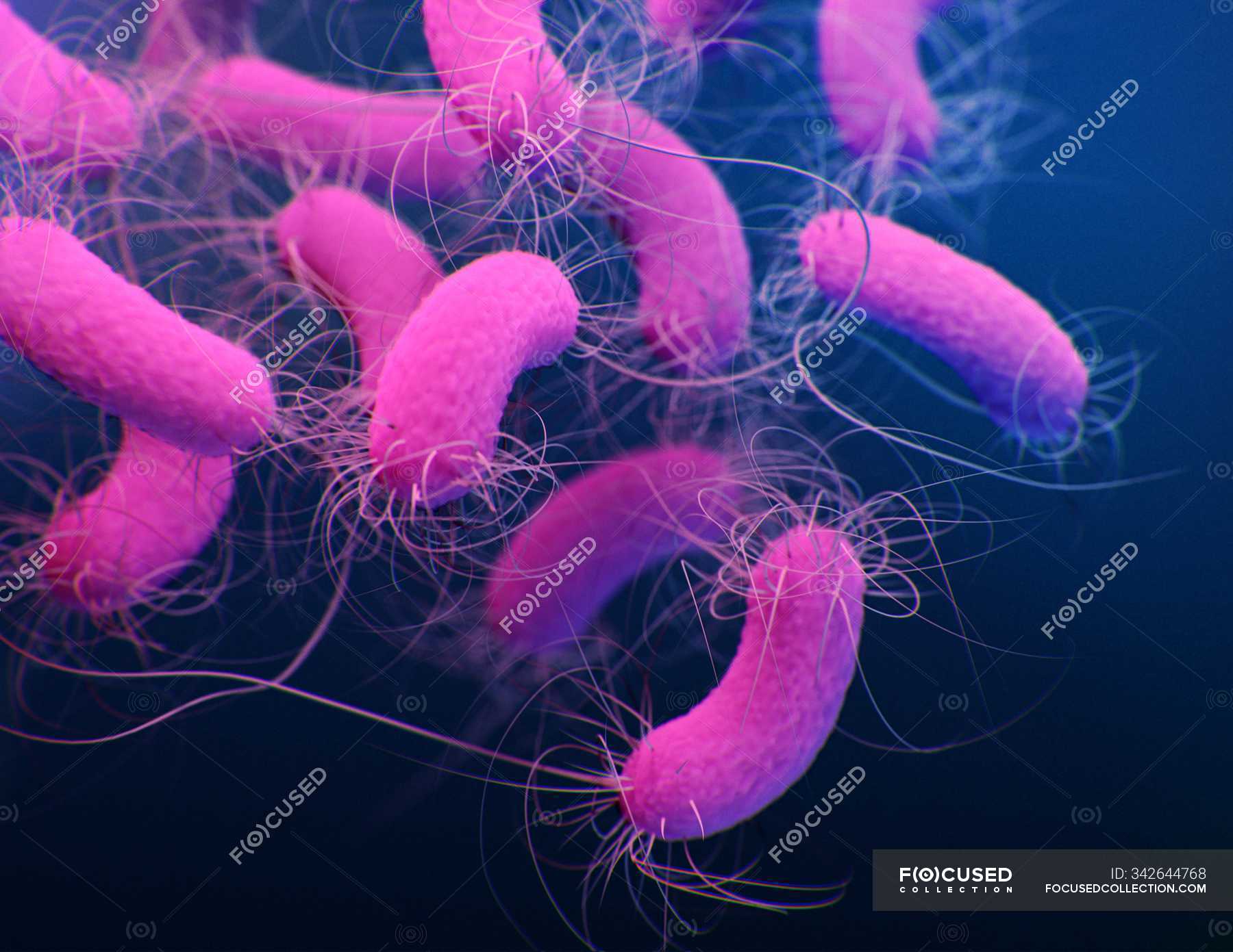 Digitale 3DIllustration von Pseudomonas aeruginosa Bakterien
