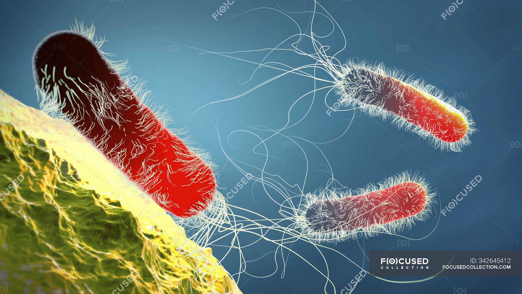 Антибіотичний стійкий Pseudomonas aeruginosa род-подібний бактерія ...