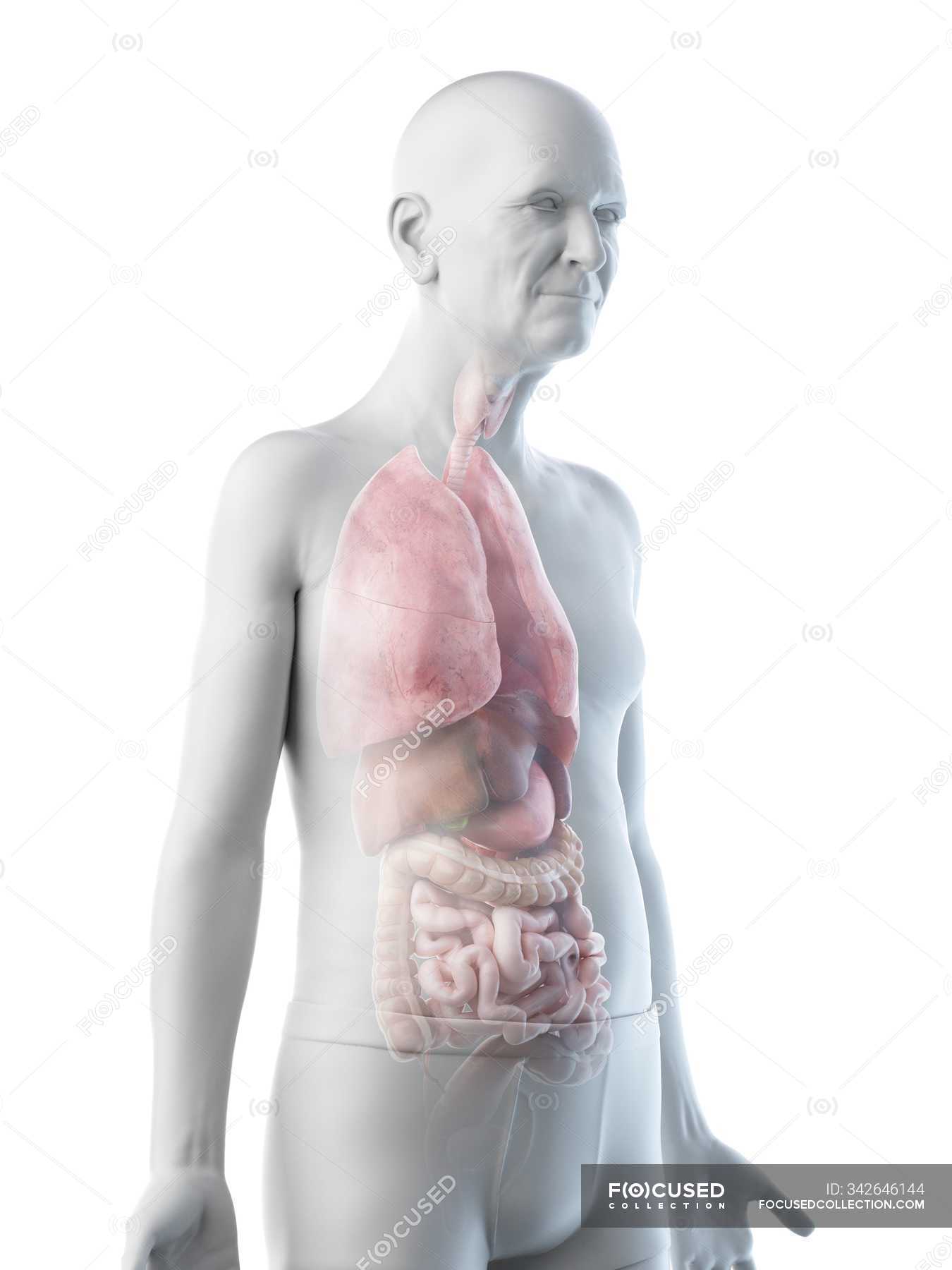 Digital illustration of senior man anatomy showing internal organs ...