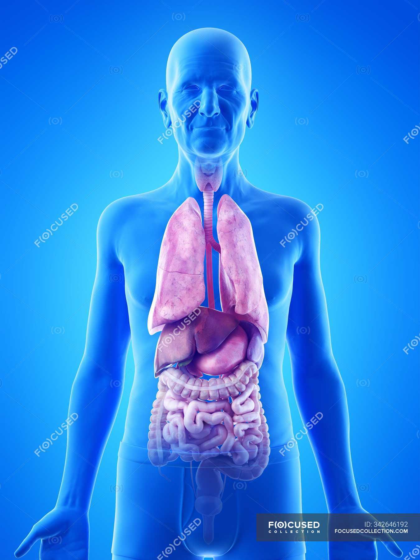 Digitale Illustration der Anatomie eines älteren Mannes, die innere