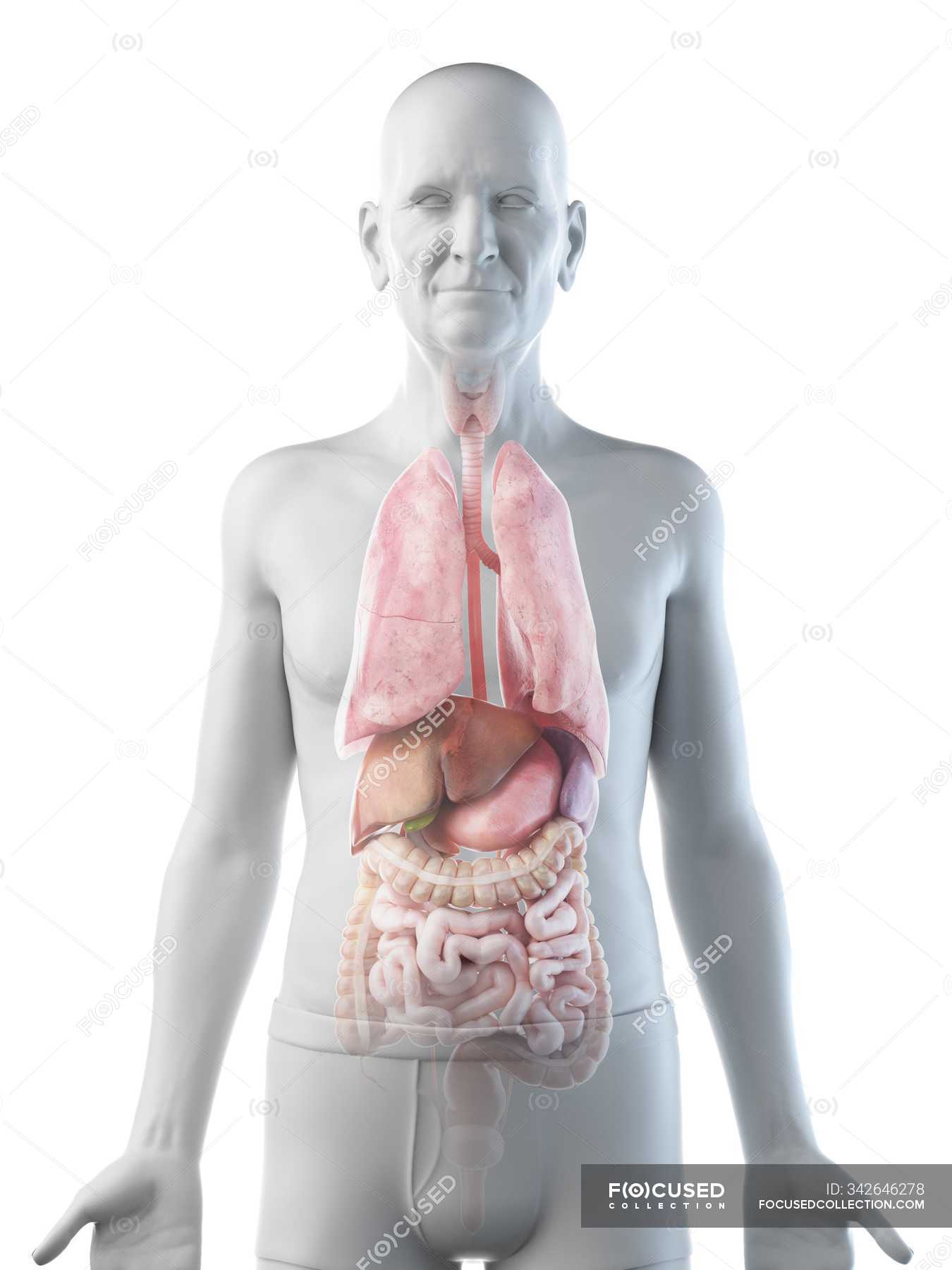 Digital illustration of senior man anatomy showing internal organs ...