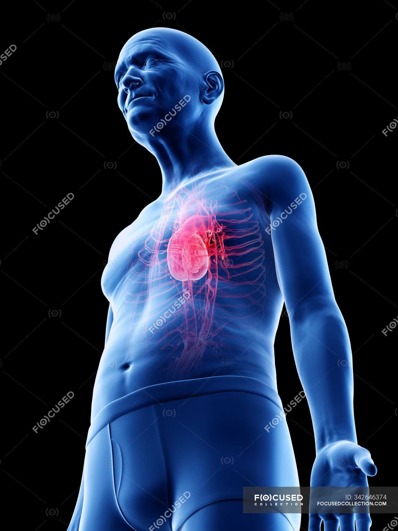 Digital illustration of senior man anatomy showing heart. — Cardiac ...