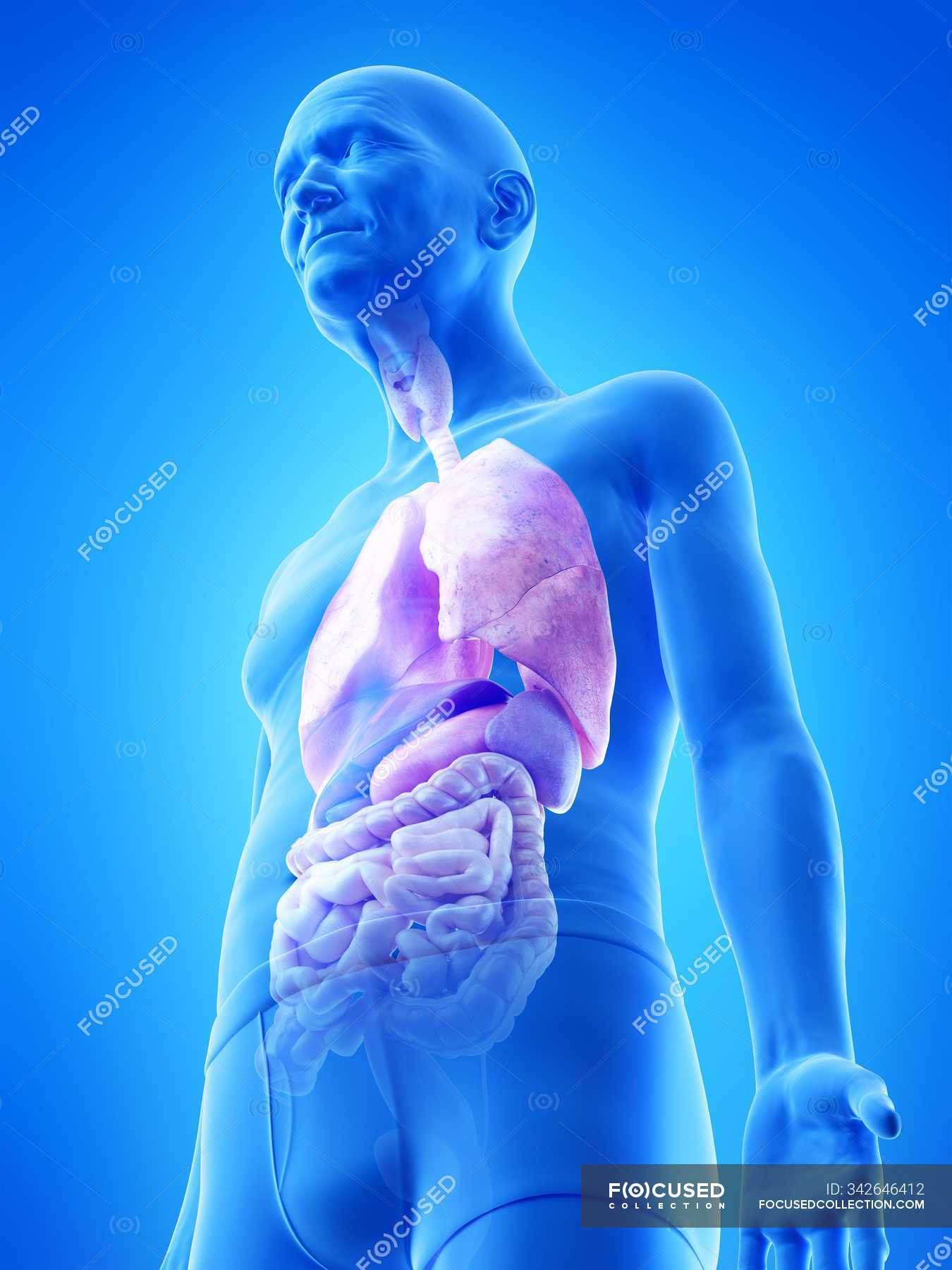 Digital illustration of senior man anatomy showing internal organs ...