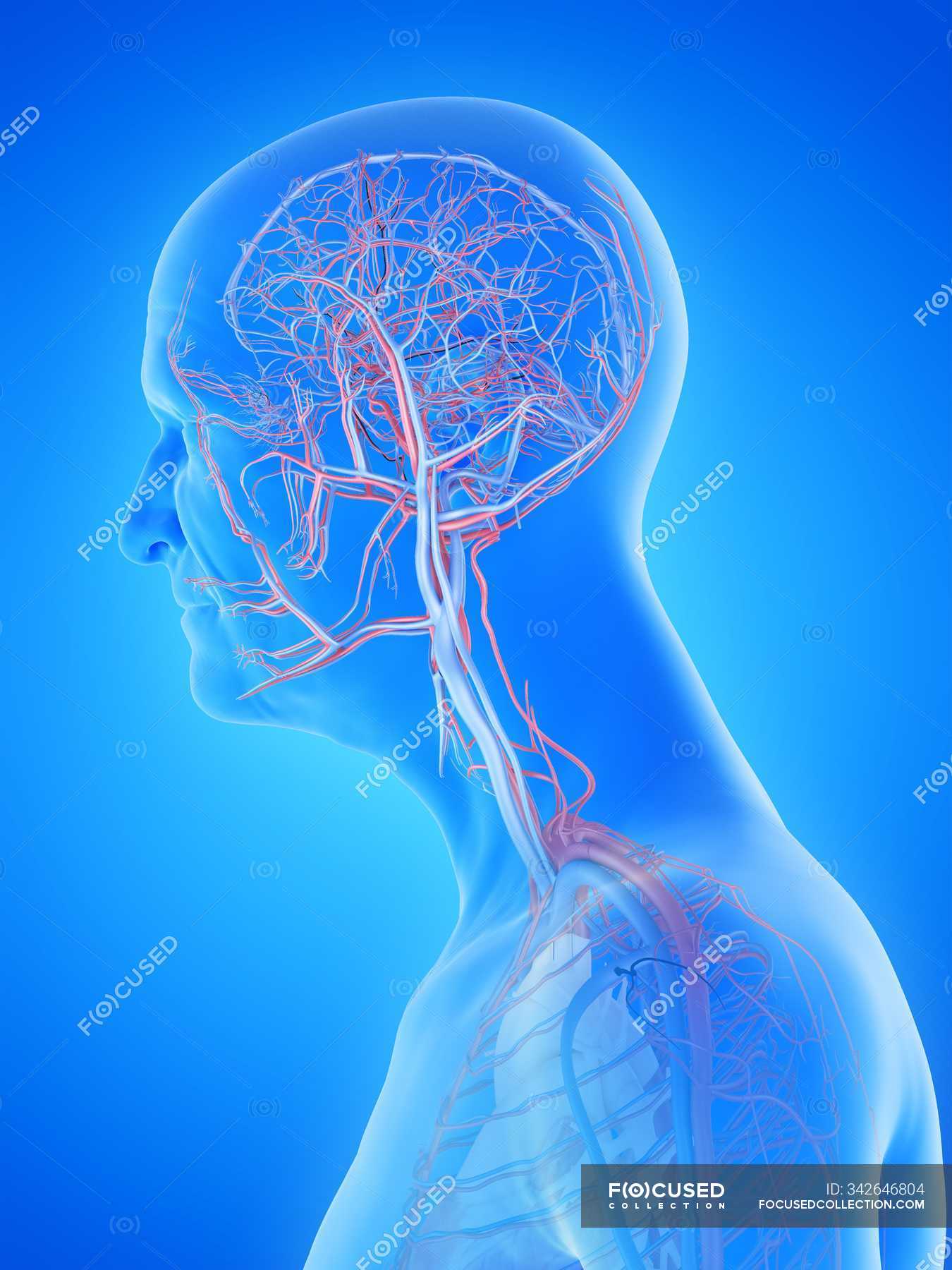 Digitale Anatomische Darstellung Von Arterien Und Venen Im Körper Eines älteren Mannes