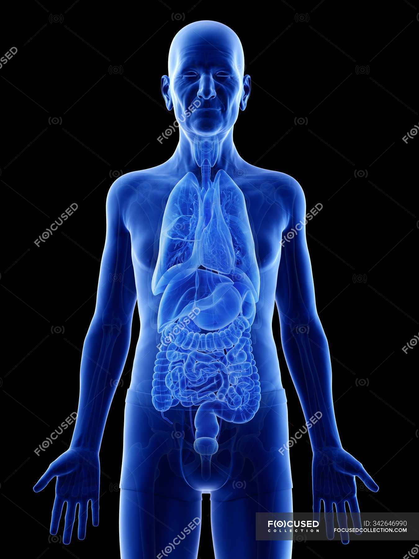 Digital Illustration Of Senior Man Anatomy Showing Internal Organs 3d Transparent Stock Photo 342646990