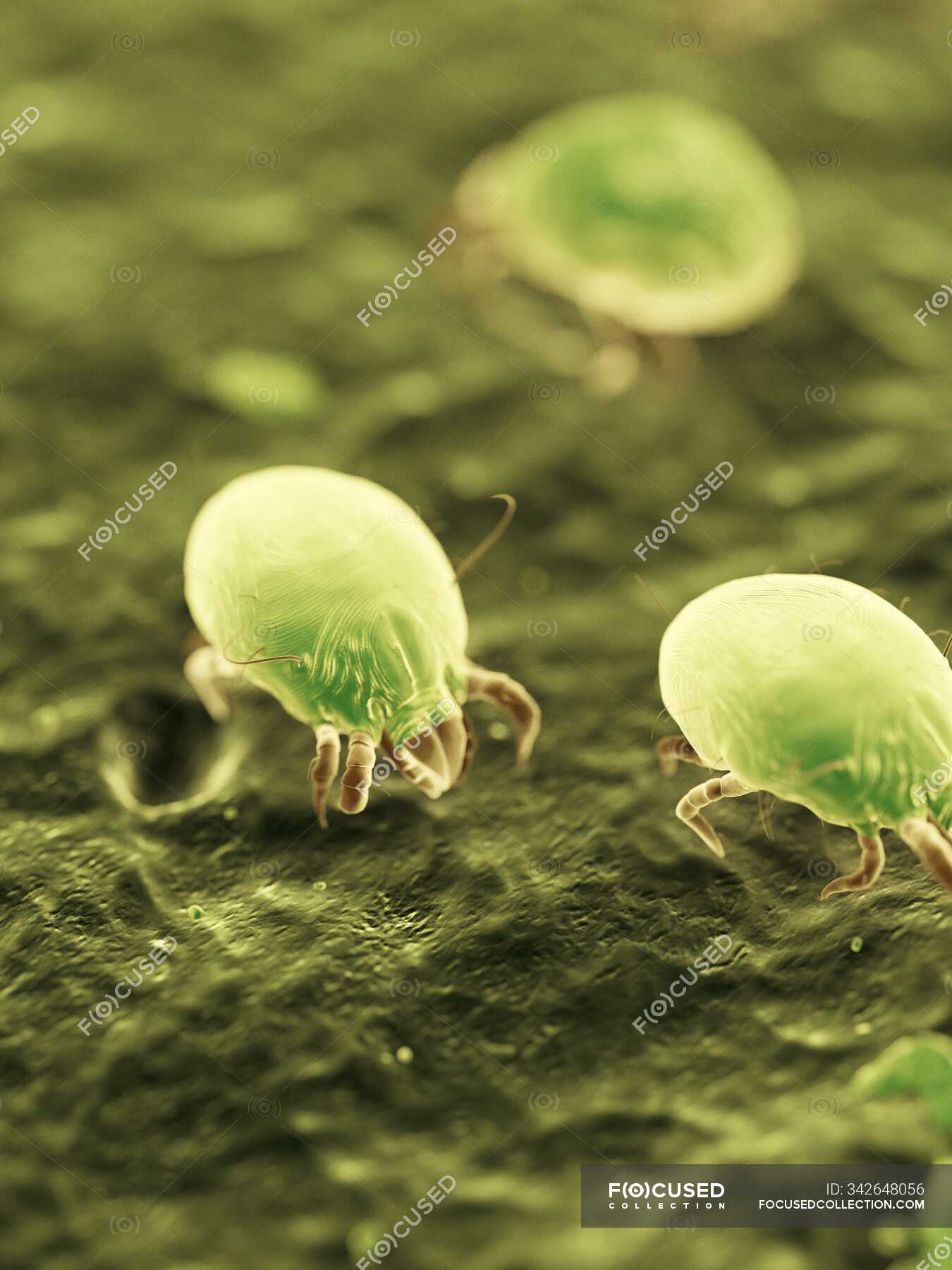 Dust mites, computer illustration — zoological, nature Stock Photo 342648056
