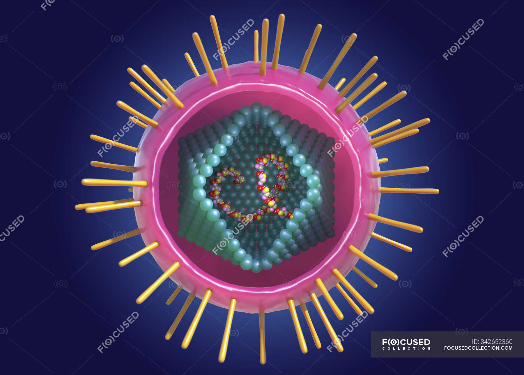 Human T Cell Lymphotropic Virus Particle Digital Conceptual   Focused 342652360 Stock Photo Human Cell Lymphotropic Virus Particle 