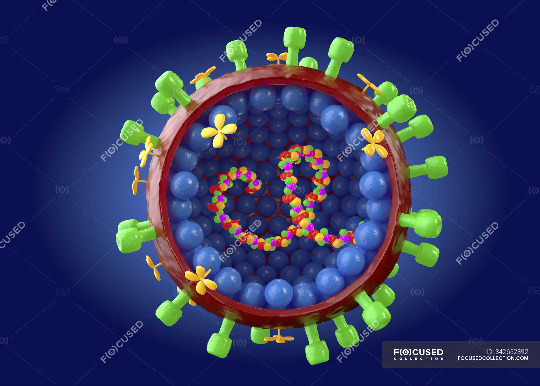 Structure of influenza A virus, digital illustration. — virology ...