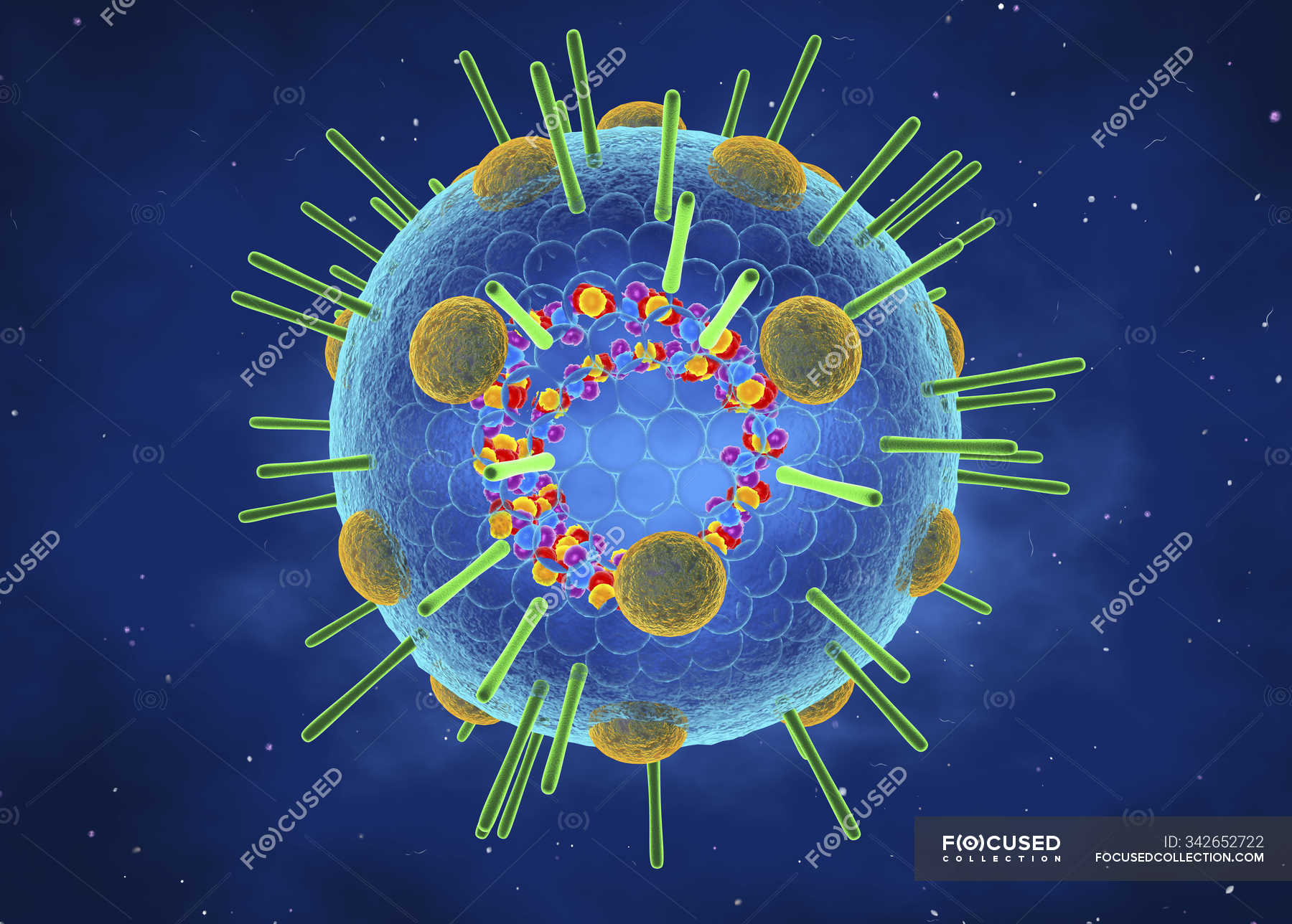 Influenza myxovirus particle containing RNA, 3d digital illustration ...