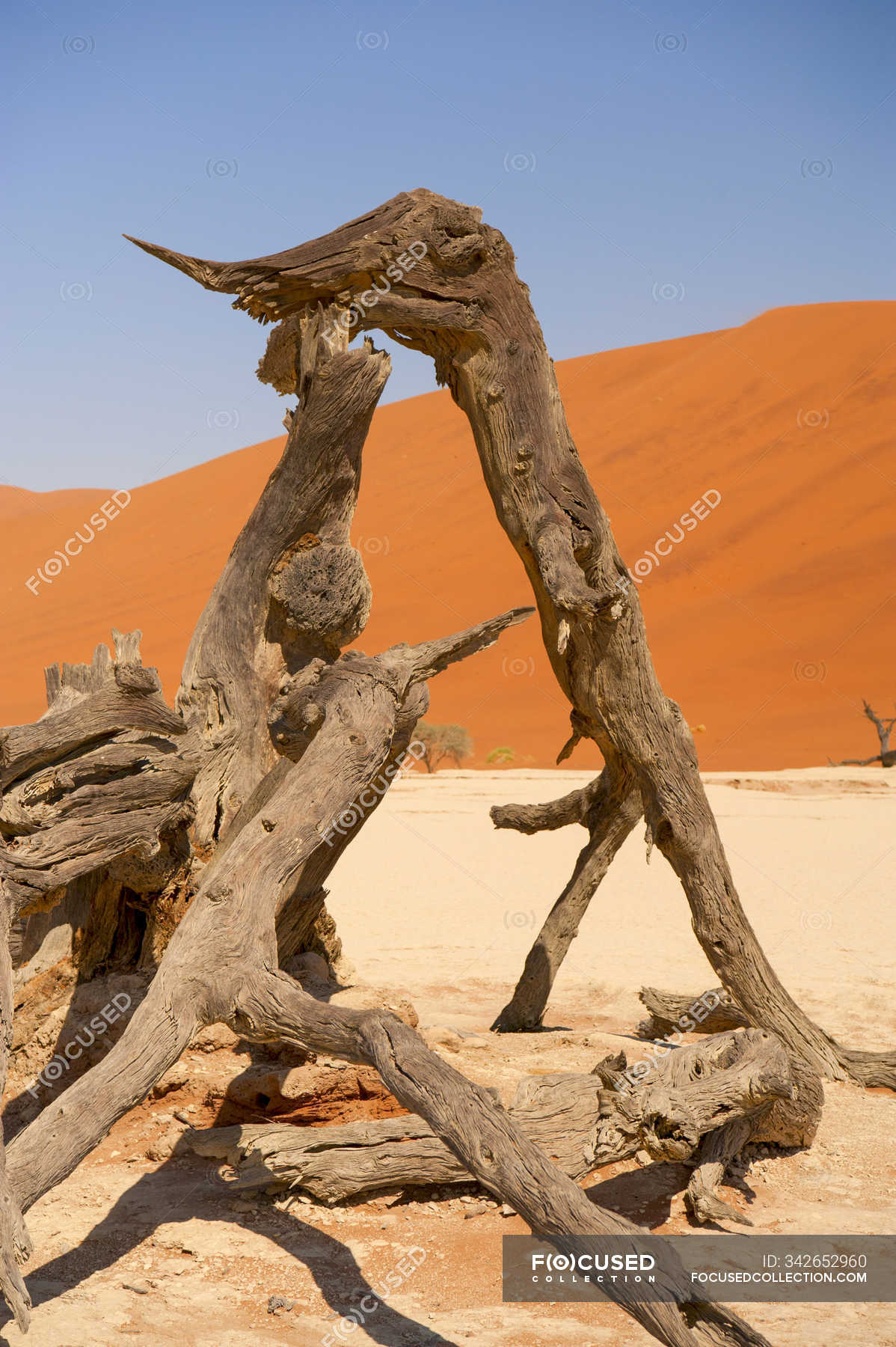 deadvlei namibia africa