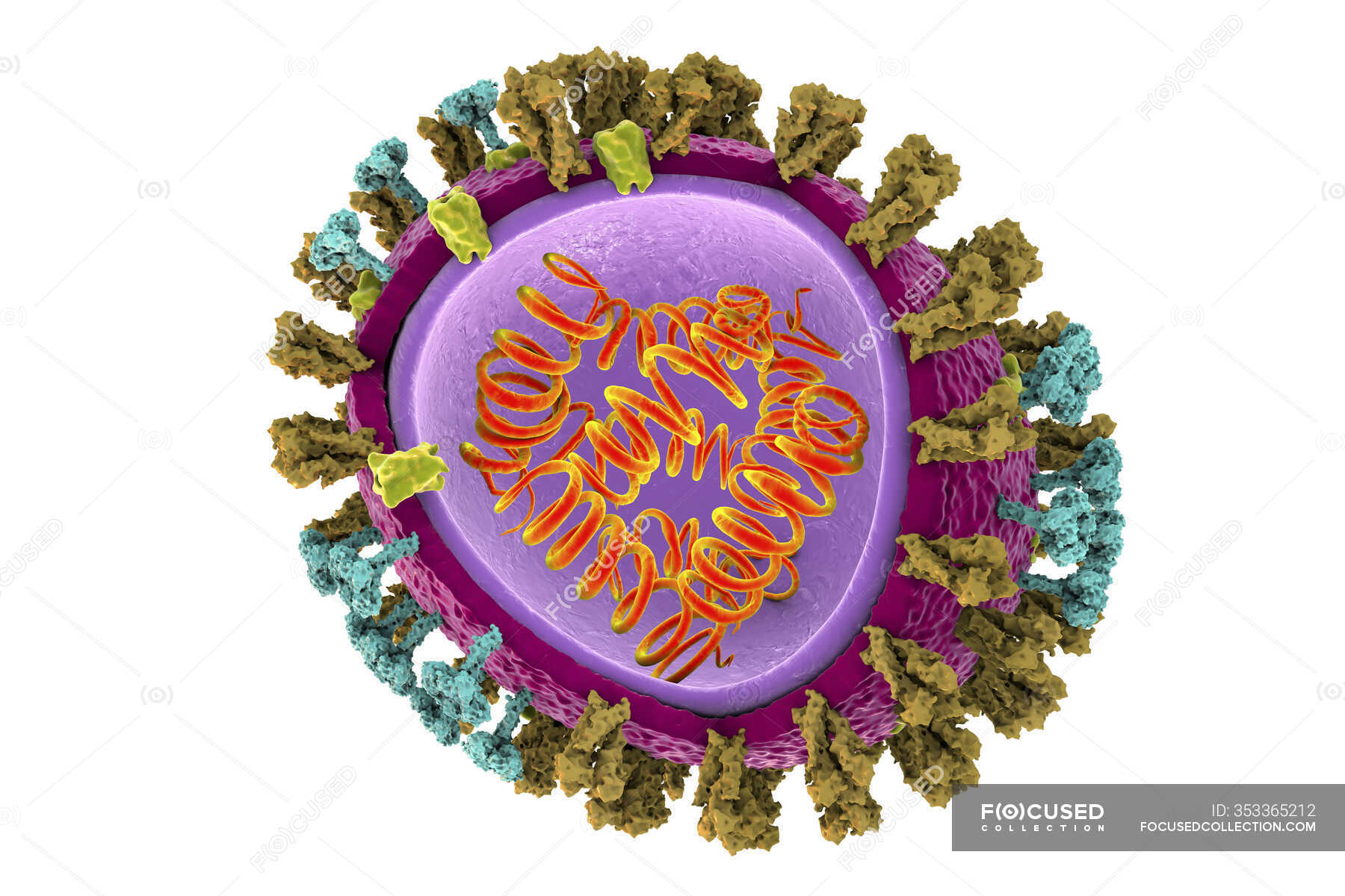 3D illustration of influenza virus particle structure — artwork ...