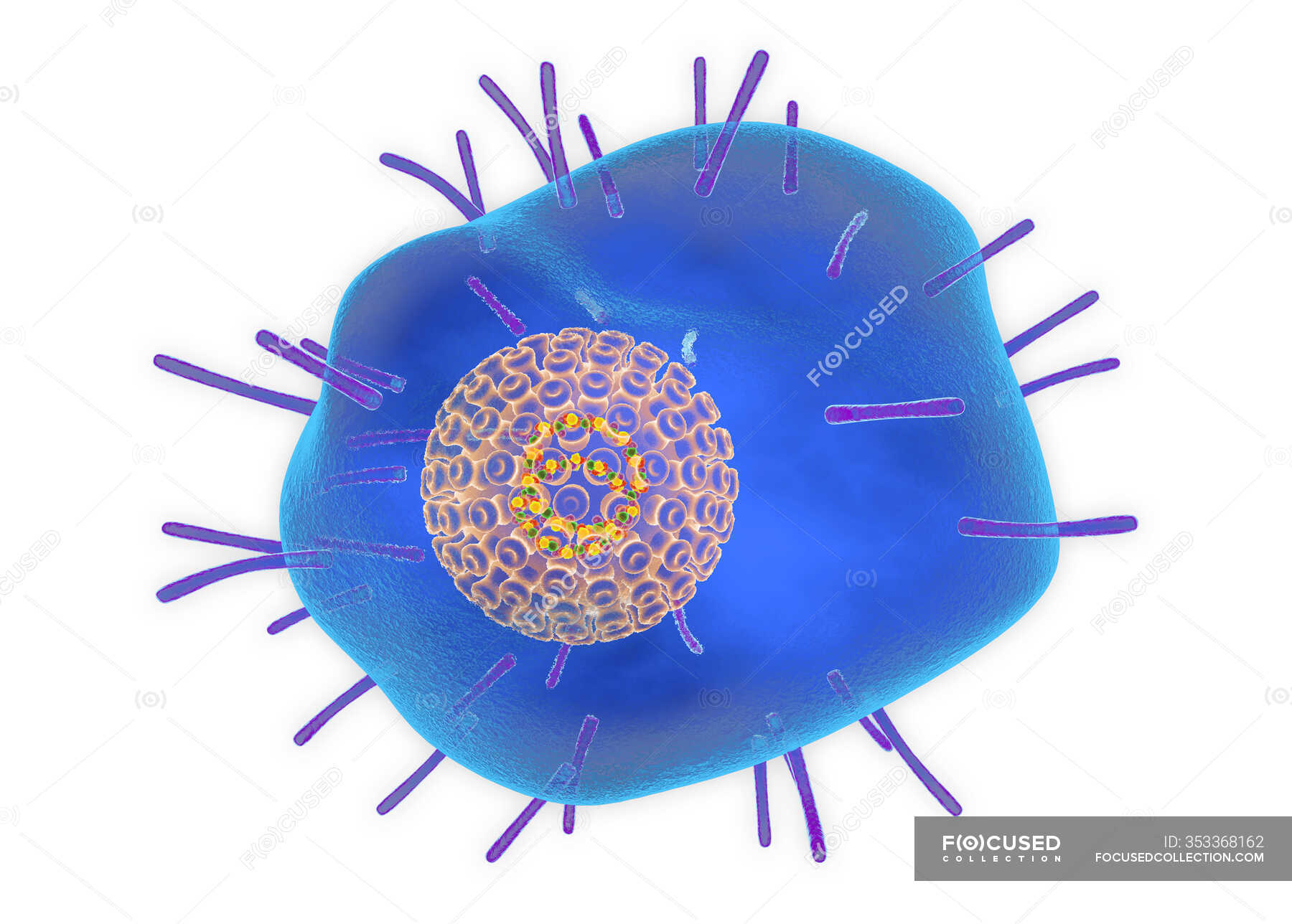 varicella-zoster-chickenpox-virus-illustration-the-virus-consists