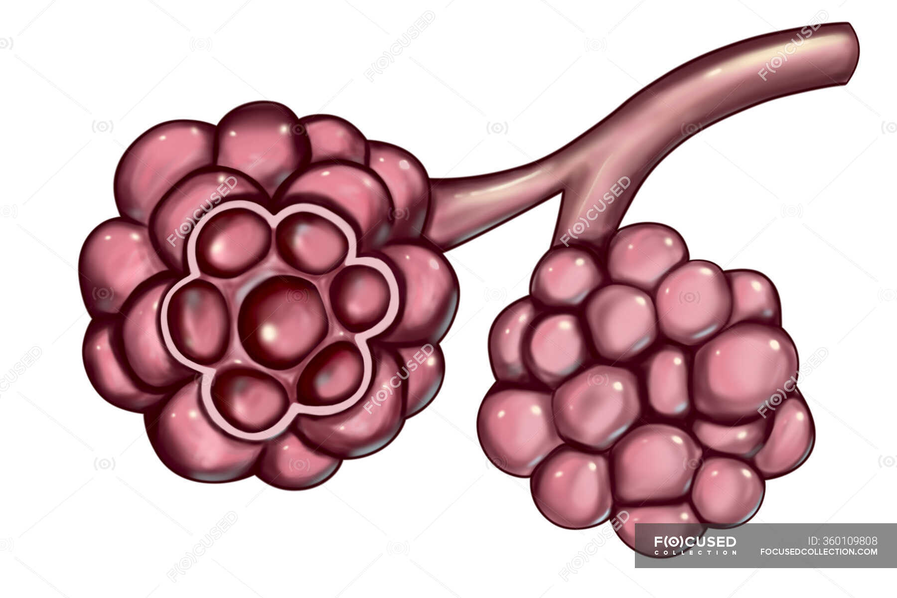 Alveolus Alveolus Facts