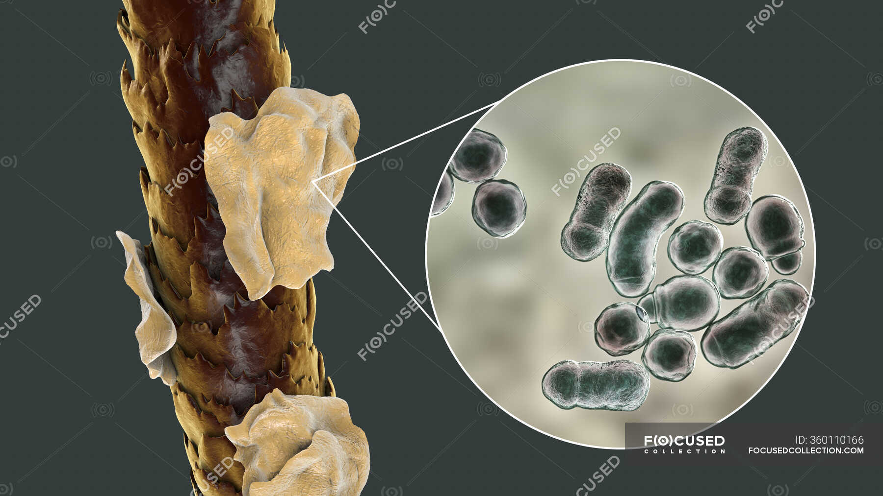 Microscopic View Human Hair Stock Illustration 287015246  Shutterstock