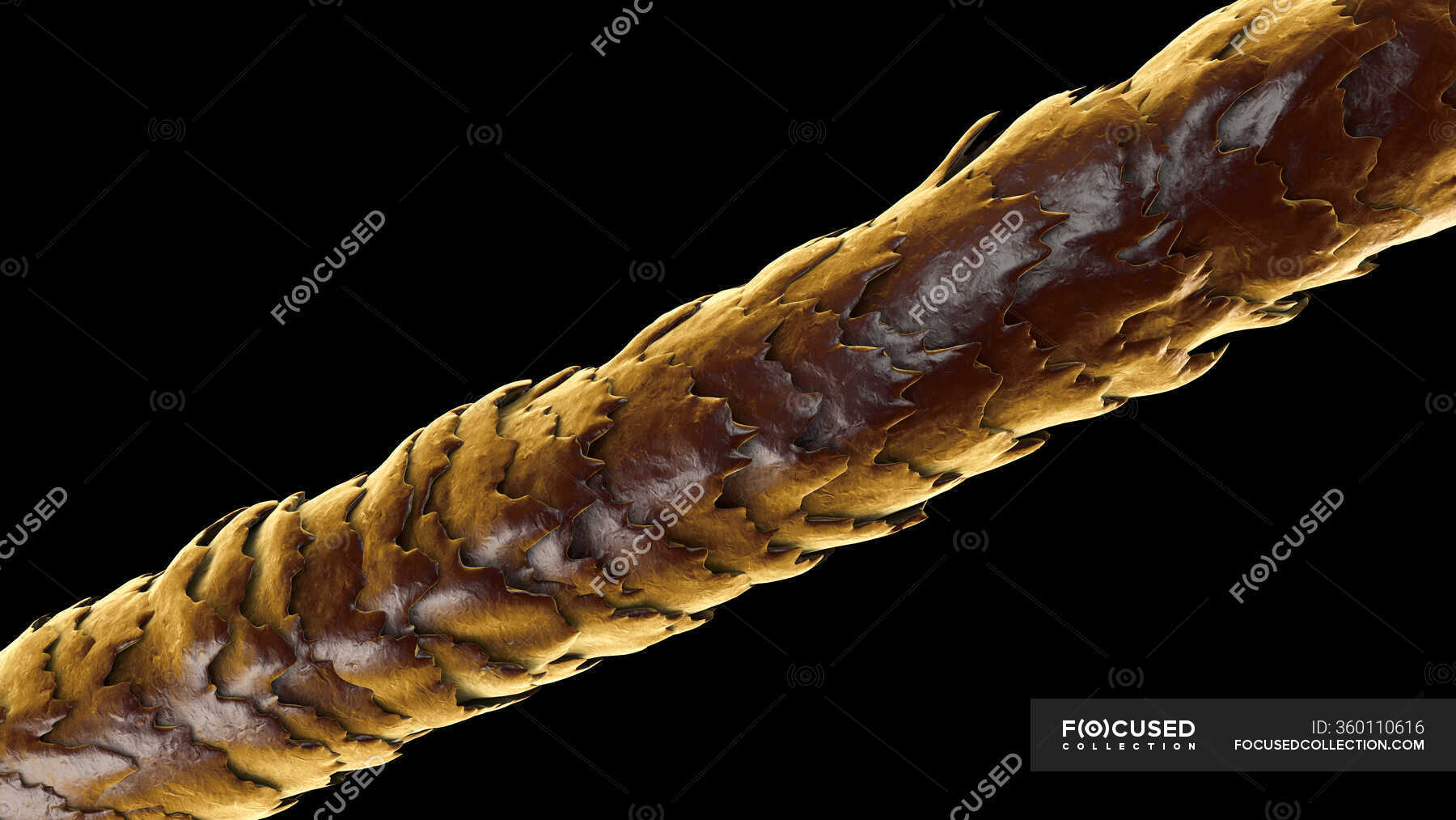 Human hair shafts, computer illustration — anatomical, generated ...