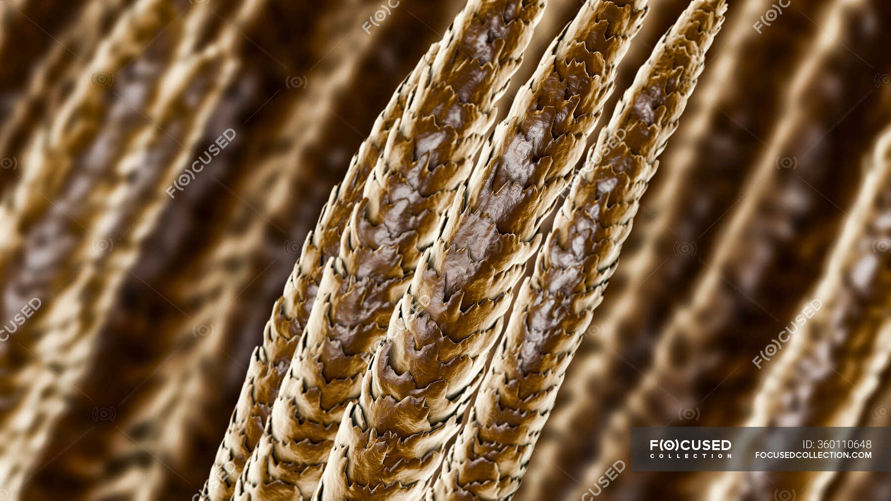 Human hair shafts, computer illustration — anatomy, black - Stock Photo ...