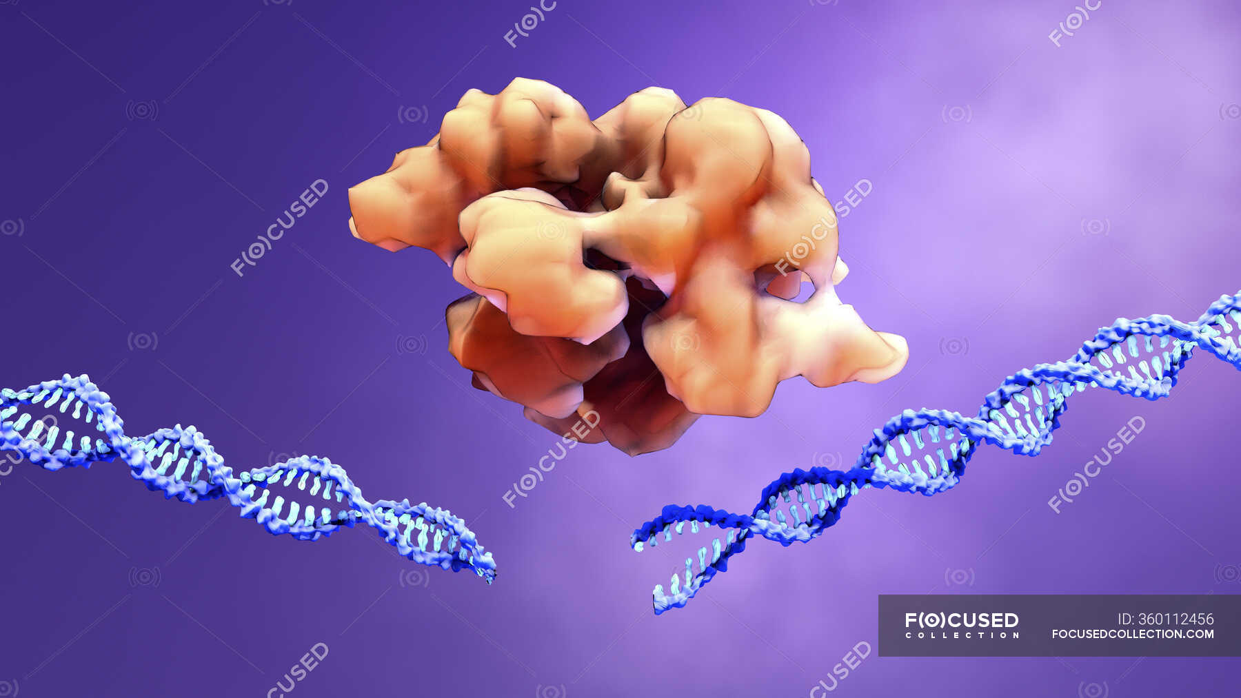 CRISPR Cas9 Gene Editing Complex And DNA Computer Illustration 