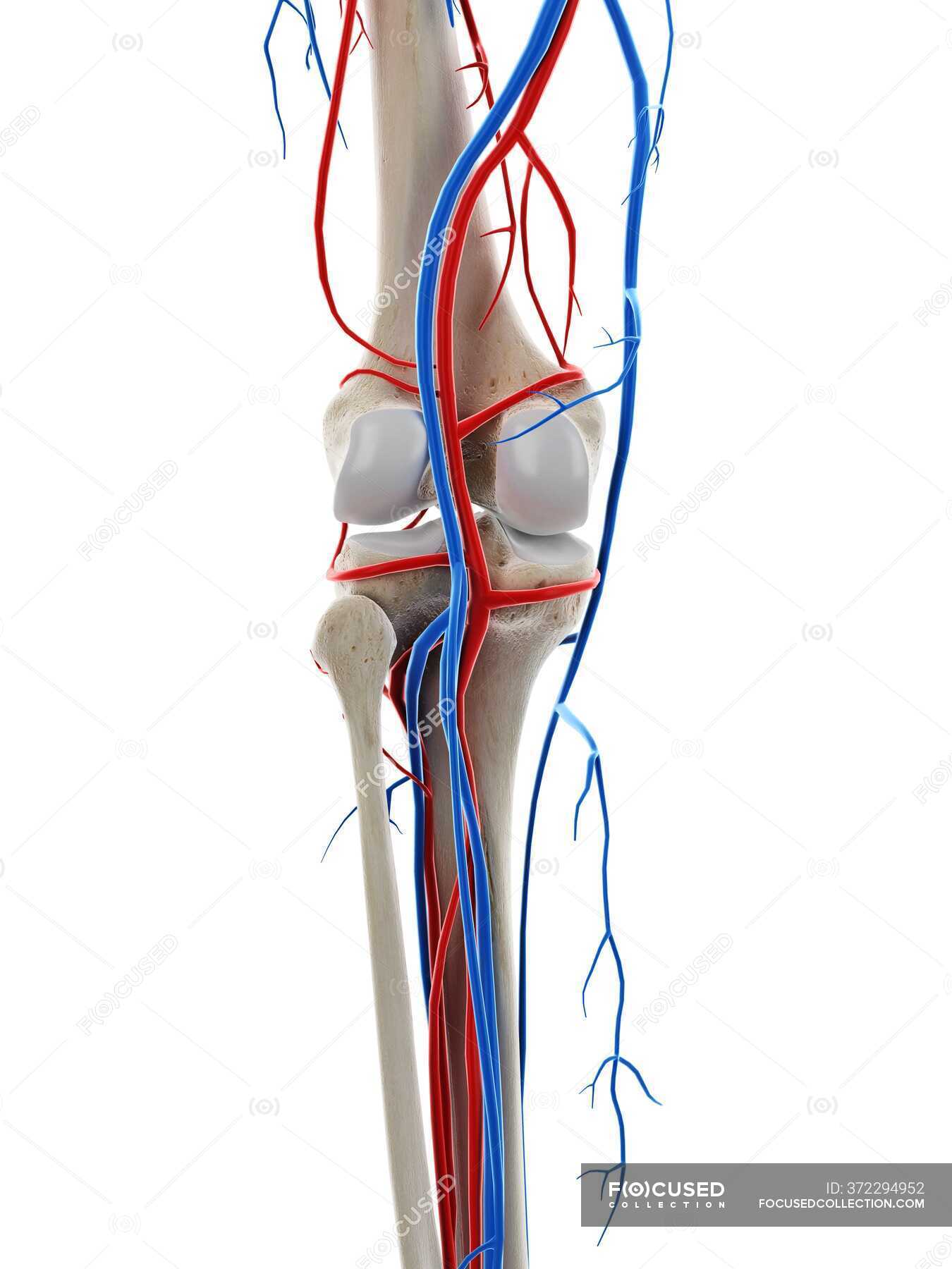 Сосуд в колене. Сосуды коленного сустава. Сосуды в области коленного сустава. Кровеносные сосуды коленного сустава.