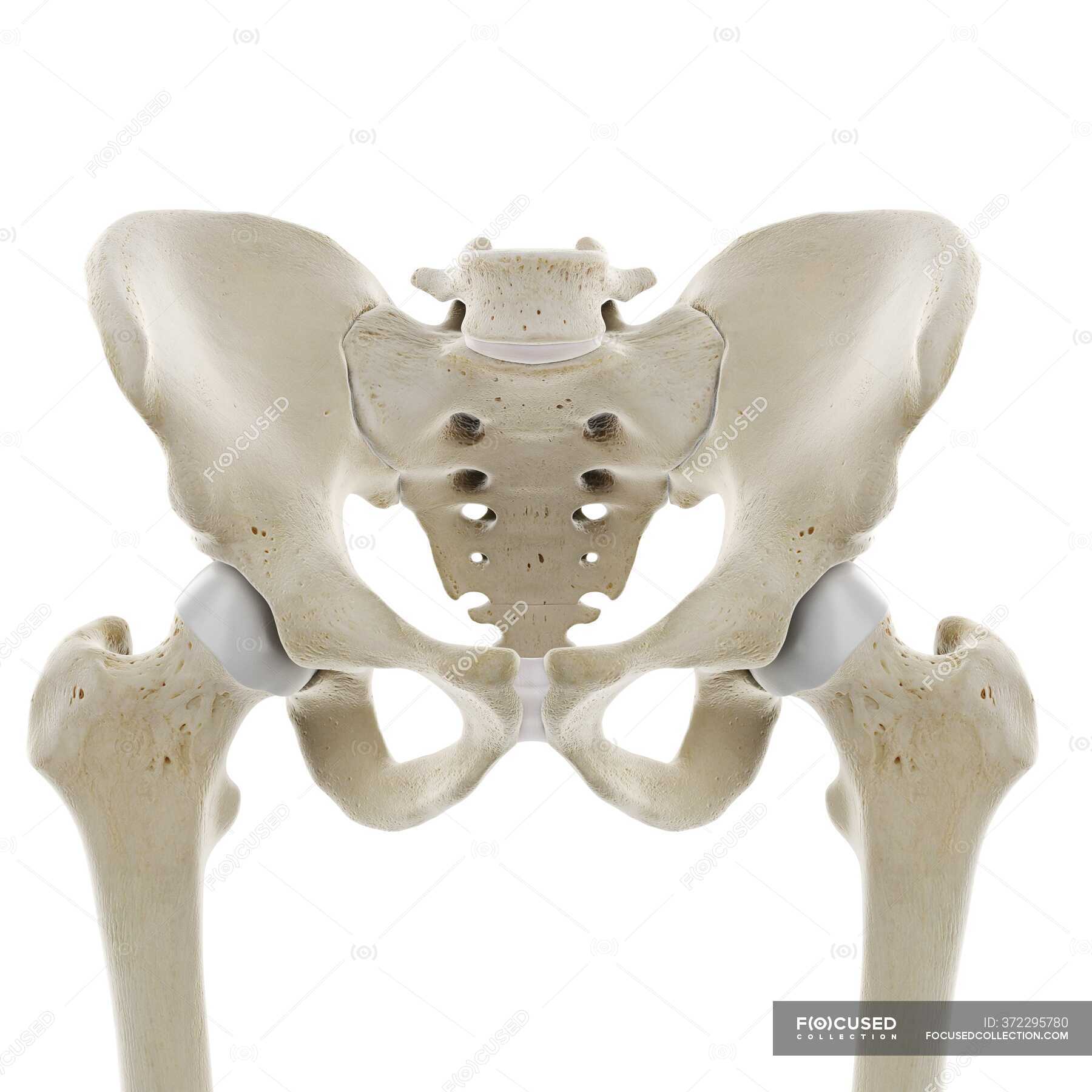 Human hips, computer illustration — 3d, anatomy - Stock Photo | #372295780