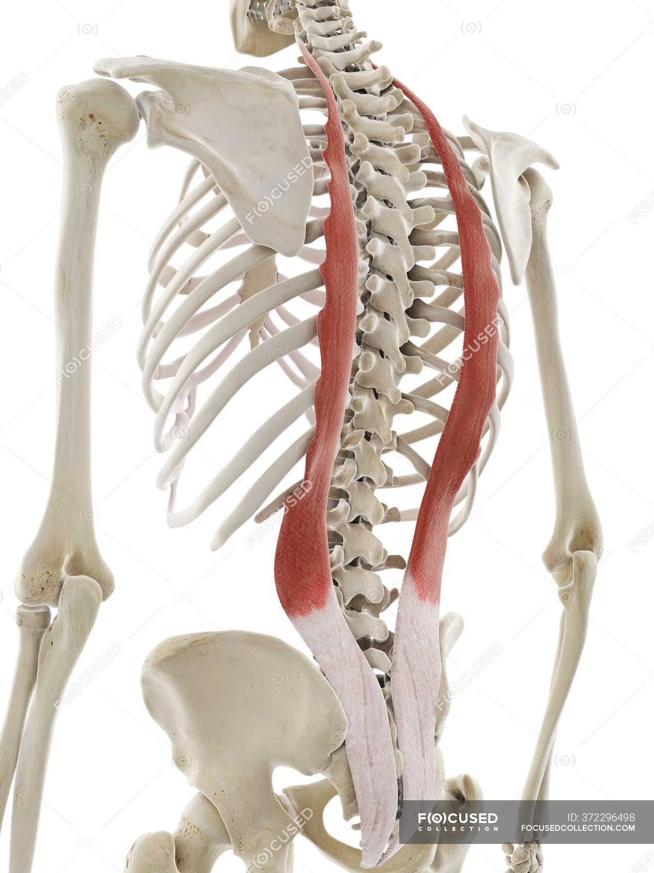 Iliocostalis Muscles Computer Illustration D Biology Stock Photo