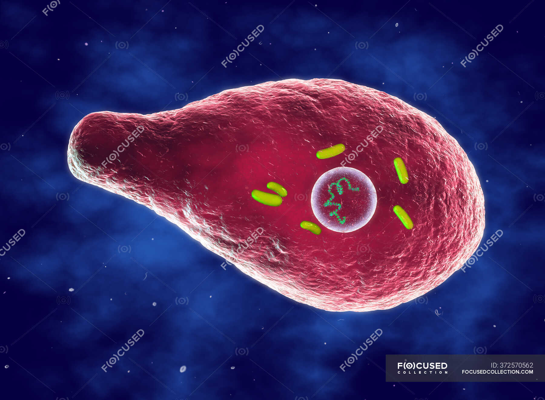 Botulism - Stock Photos, Royalty Free Images | Focused