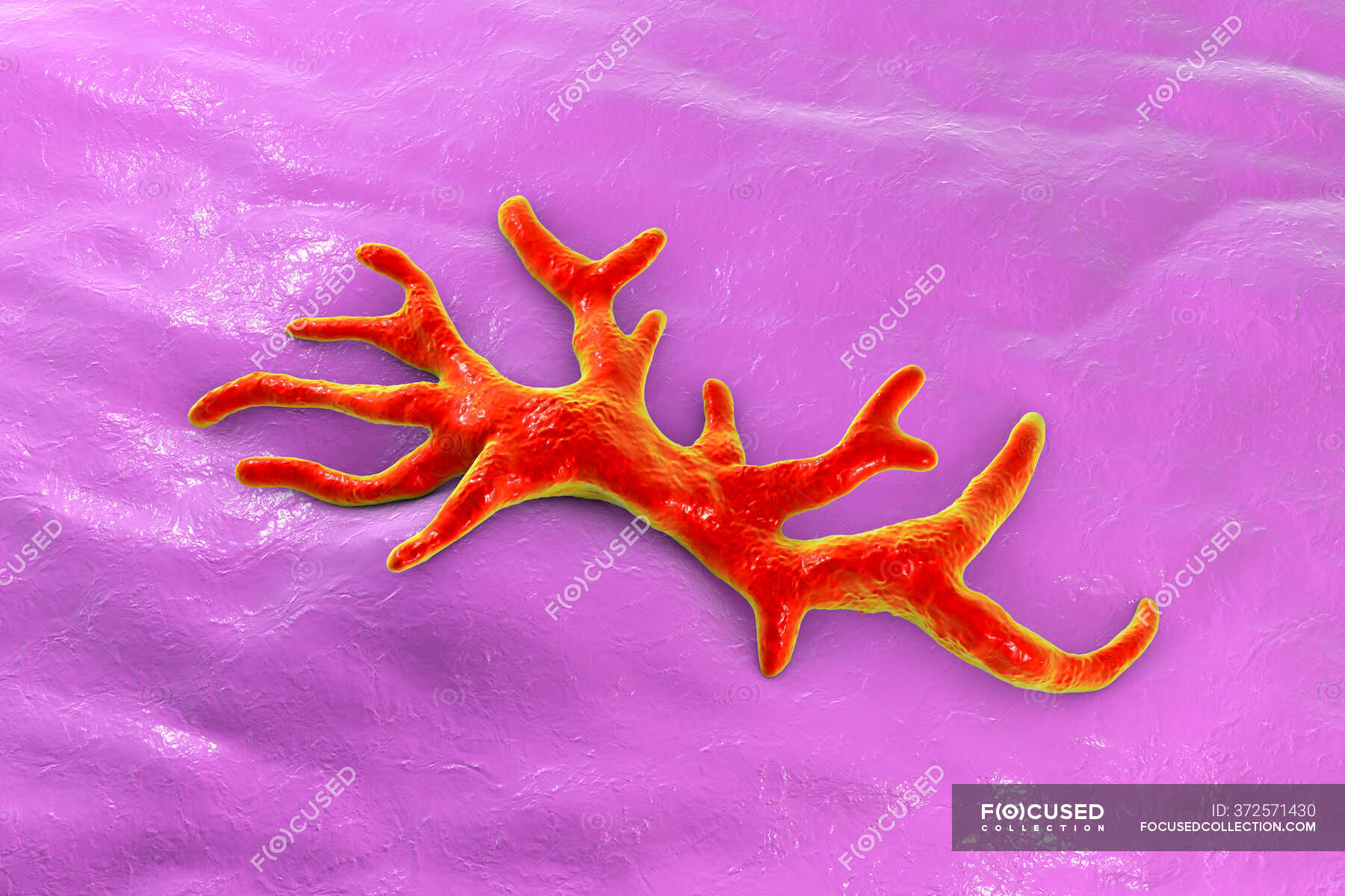 Balamuthia mandrillaris Amöbe, Computerillustration — pathogenic