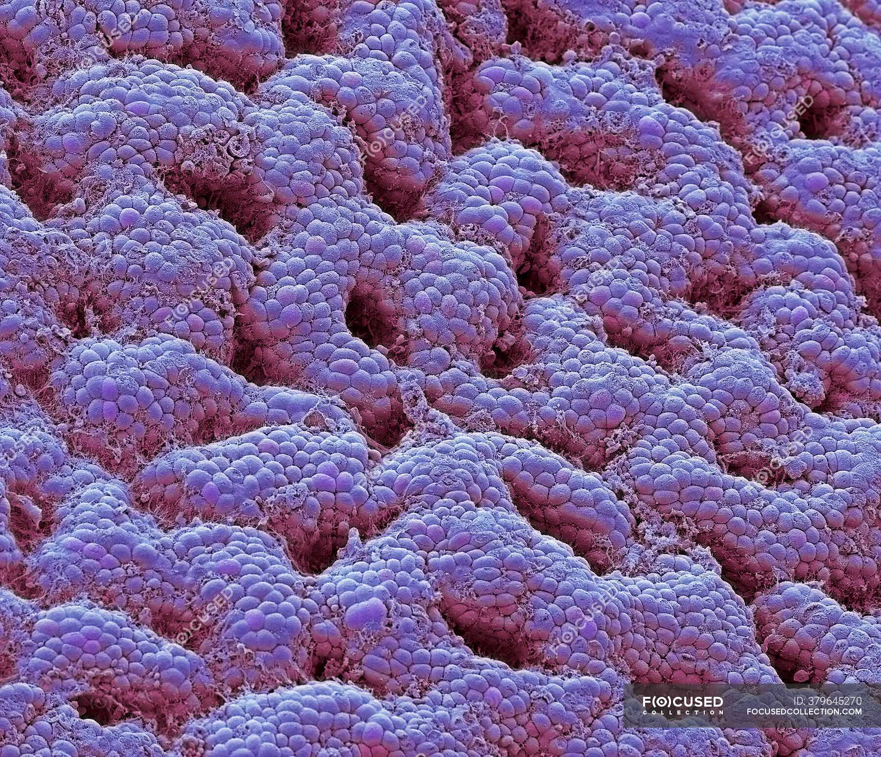 Hydrochloric acid Stock Photos, Royalty Free Images Focused