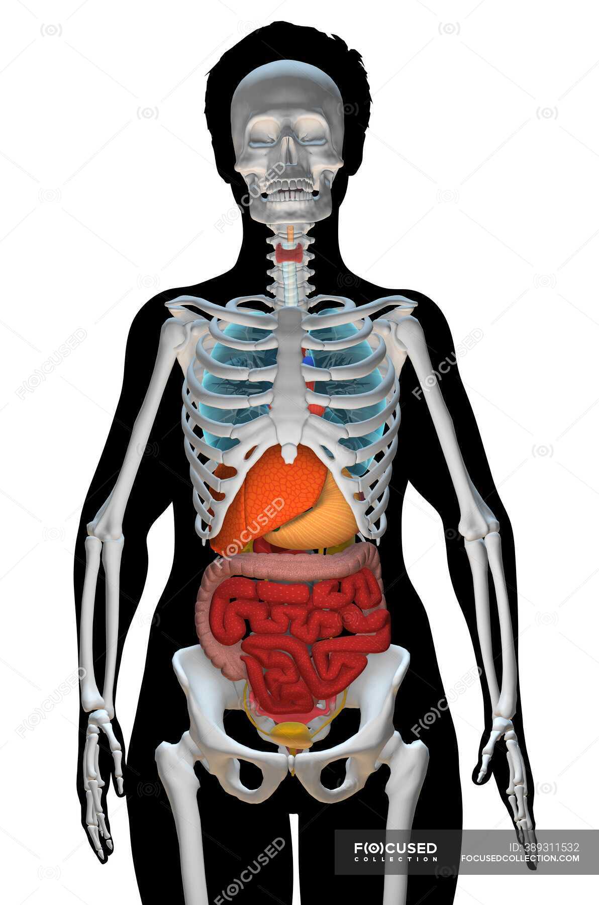 Скелет с внутренними органами. Скелет с внутренними органами женщины.