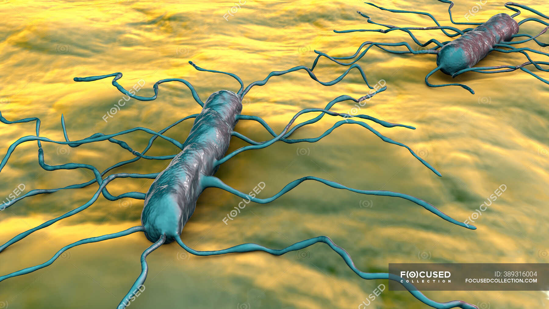 Listeria monocytogenes bacteria, ilustración por computadora. L