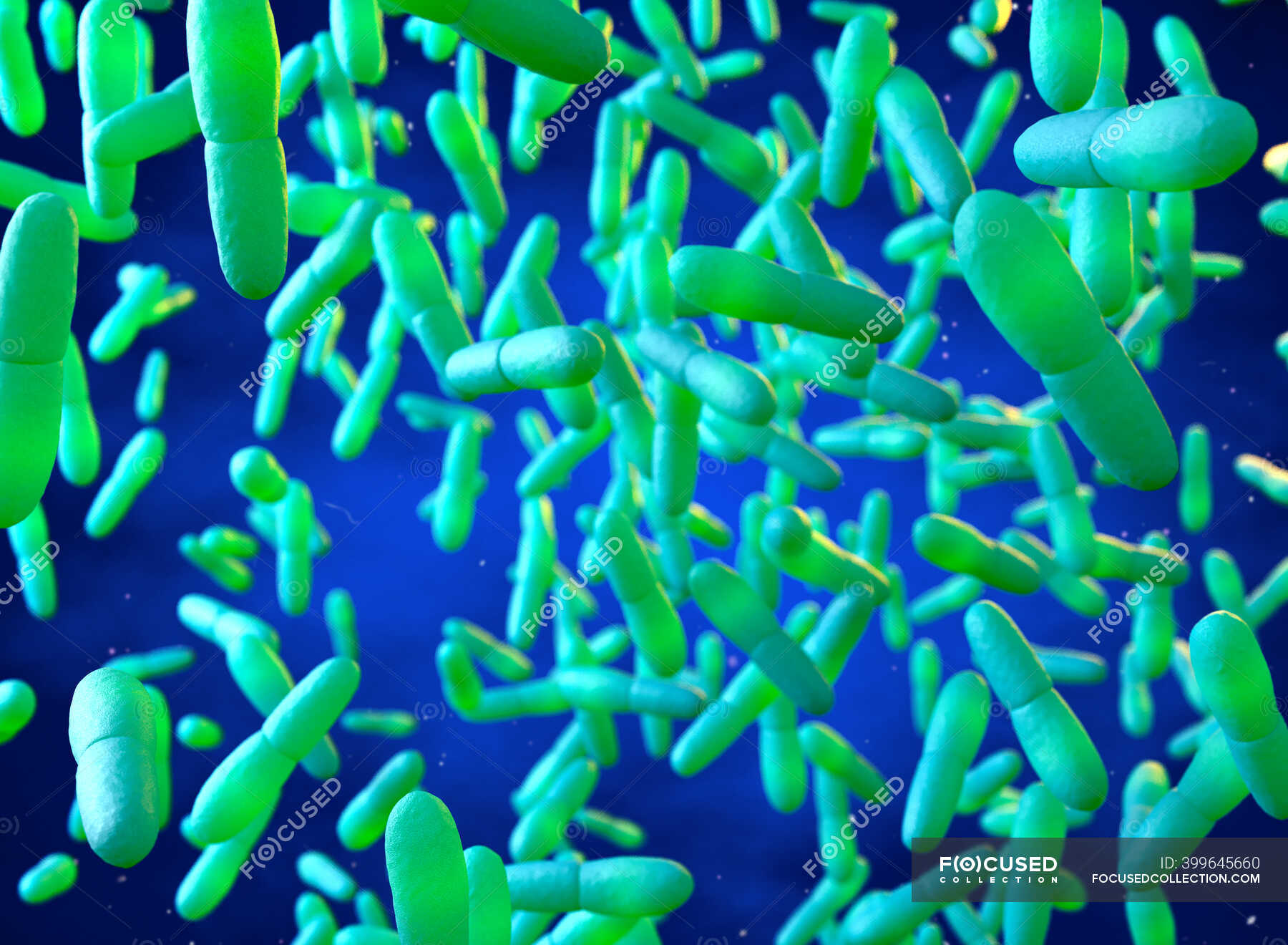 Mycobacterium Leprae Bacteria