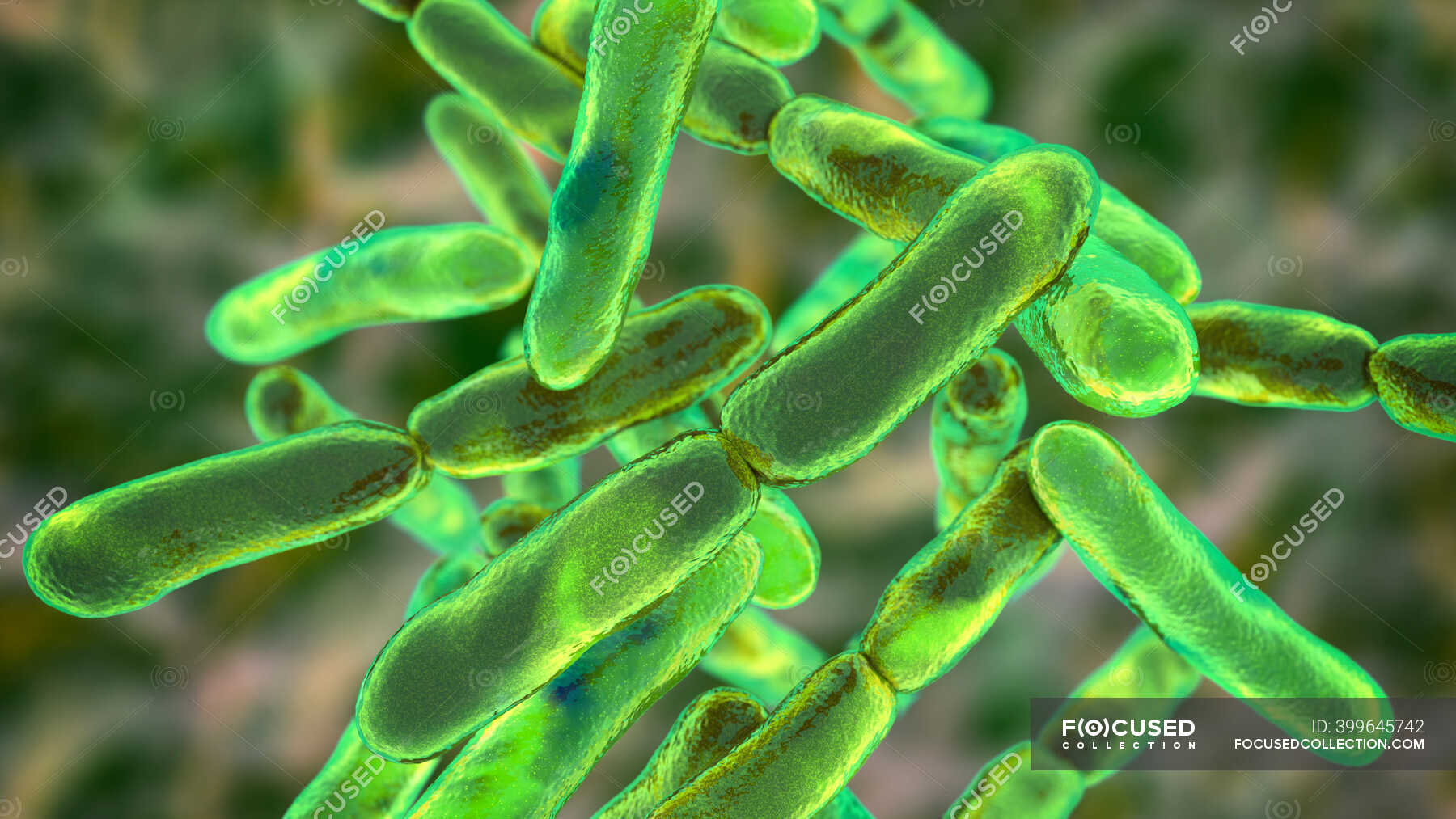 Bifidobacterium bacteria, computer illustration. Bifidobacteria are