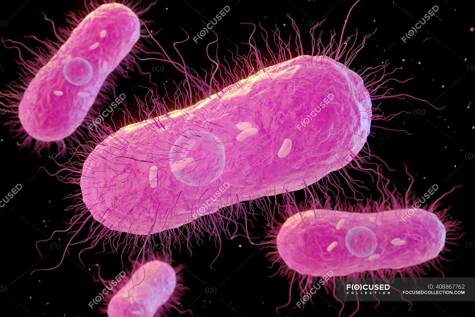 D Illustrazione Della Salmonella Sp Batteri Che Mostrano Struttura Interna Agenti Patogeni