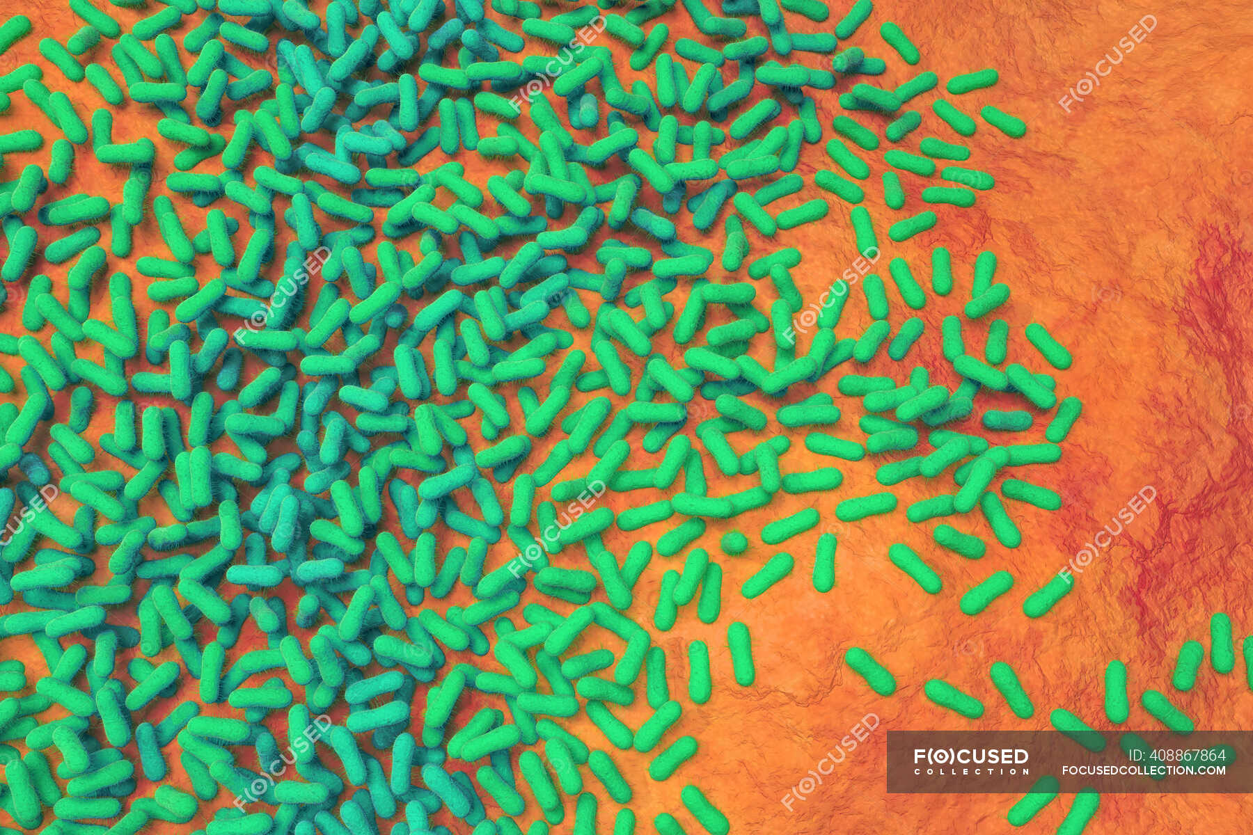 Illustration 3d De Salmonella Sp Bactéries Présentant Une Structure 1836