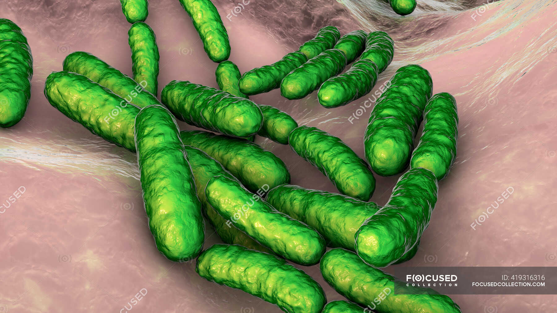 LactobacillusBakterien, Computerillustration. Dies ist die