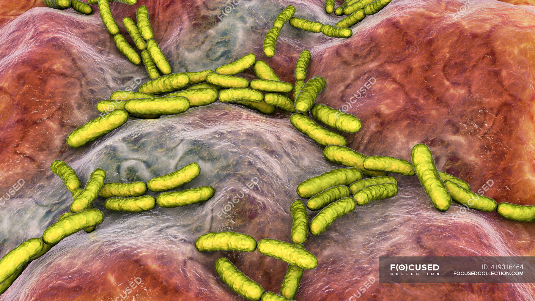 Lactobacillus Bacteria Computer Illustration This Is The Main Component Of The Human Small 8975