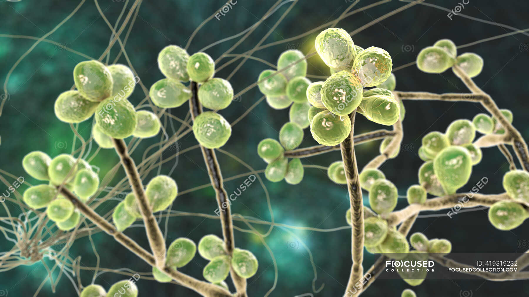 Fungus Sporothrix schenckii, causative agent of infection sporotrichosis, computer illustration