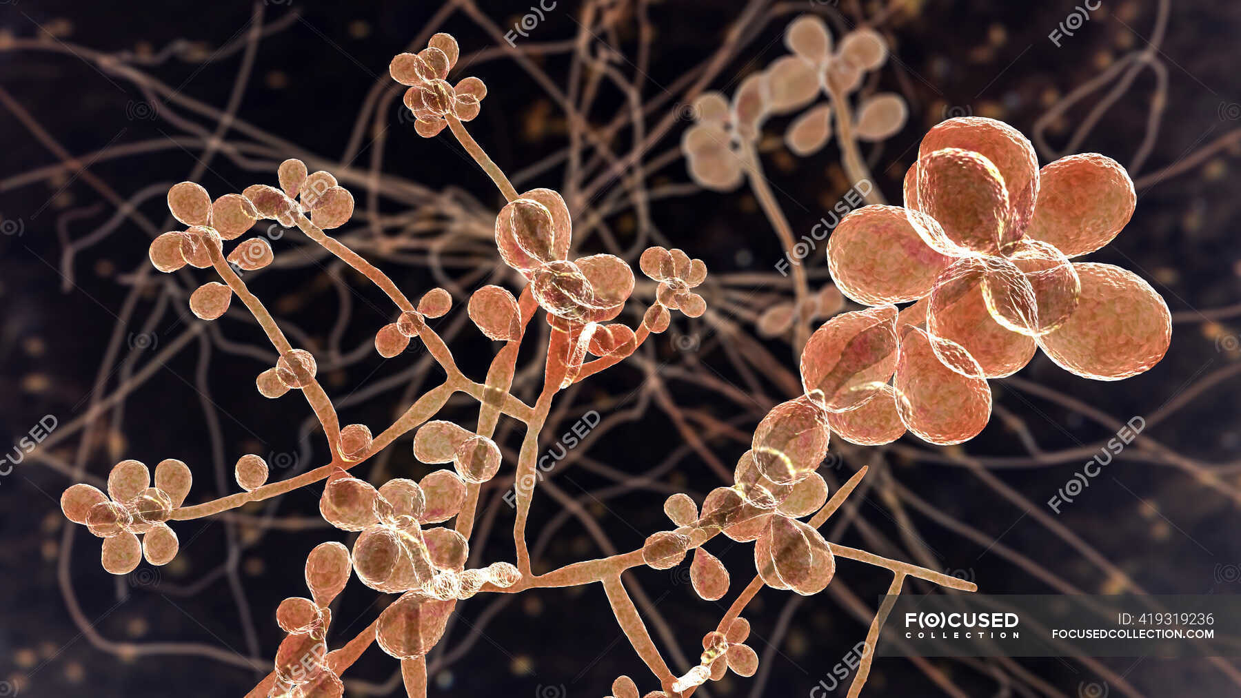 Fungus Sporothrix schenckii, causative agent of infection ...