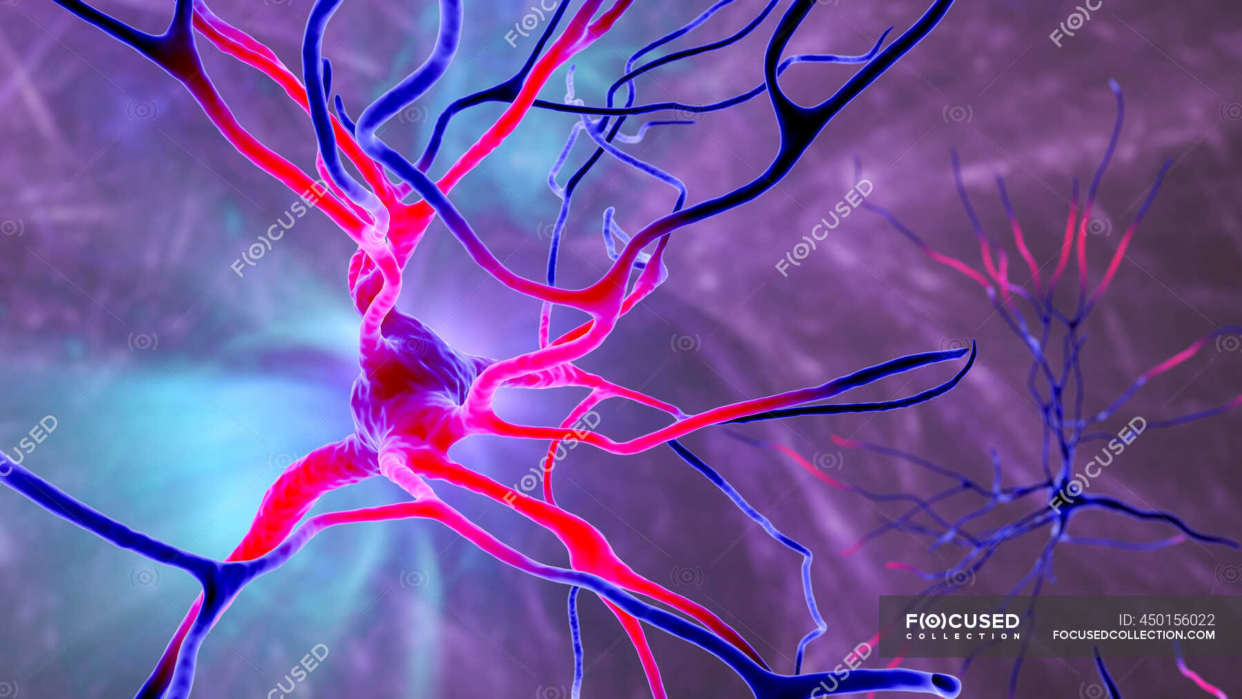 Pyramidal Neurons nerve Cells Of Human Brain Frontal Cortex Computer pyramidal-neurons-nerve-cells-of-human-brain-frontal-cortex-computer