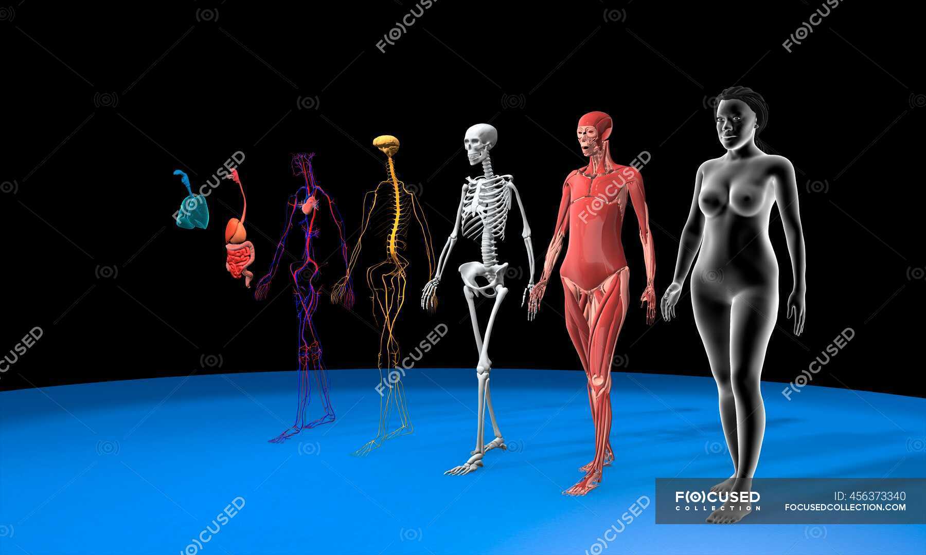 Human body systems, 3d illustration. Anatomy of a female body showing from  right to left the muscular, skeletal, nervous, cardiovascular, digestive  and respiratory system. — organs, bones - Stock Photo | #456373340