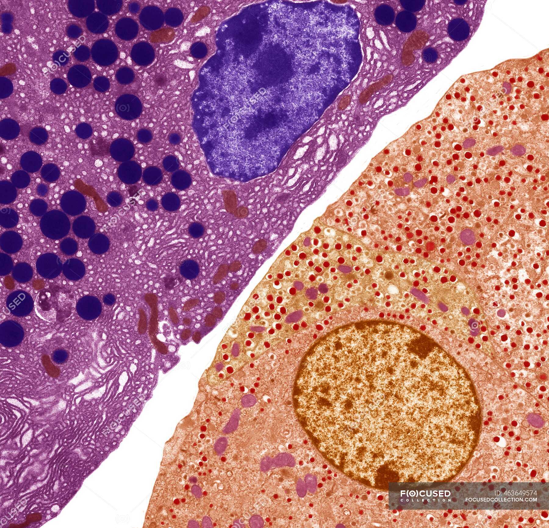 Pancreatic Cells Colored Transmission Electron Micrograph Tem Of Acinar Exocrine Pancreatic Cells Red Adjacent To Hormone Secreting Endocrine Islet Of Langerhans Cells Yellow Anatomical Anatomy Stock Photo