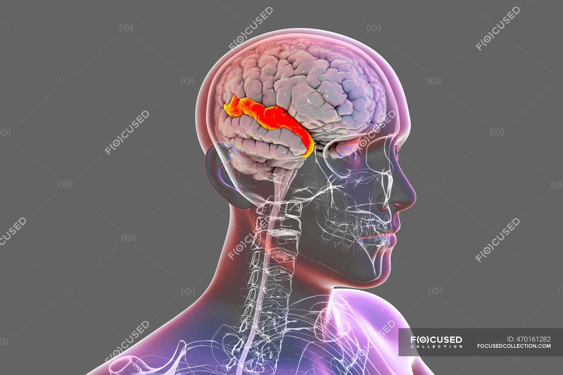 human-brain-with-highlighted-superior-temporal-gyrus-illustration-it