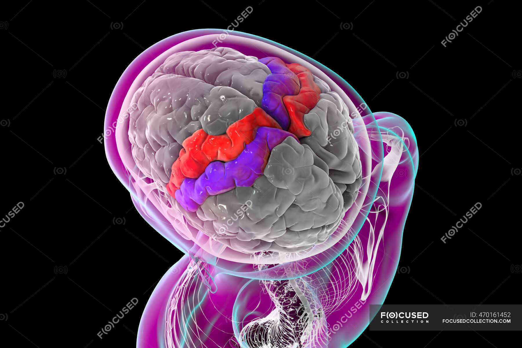 Cerebro humano con giroscopio precentral y postcentral resaltado ...