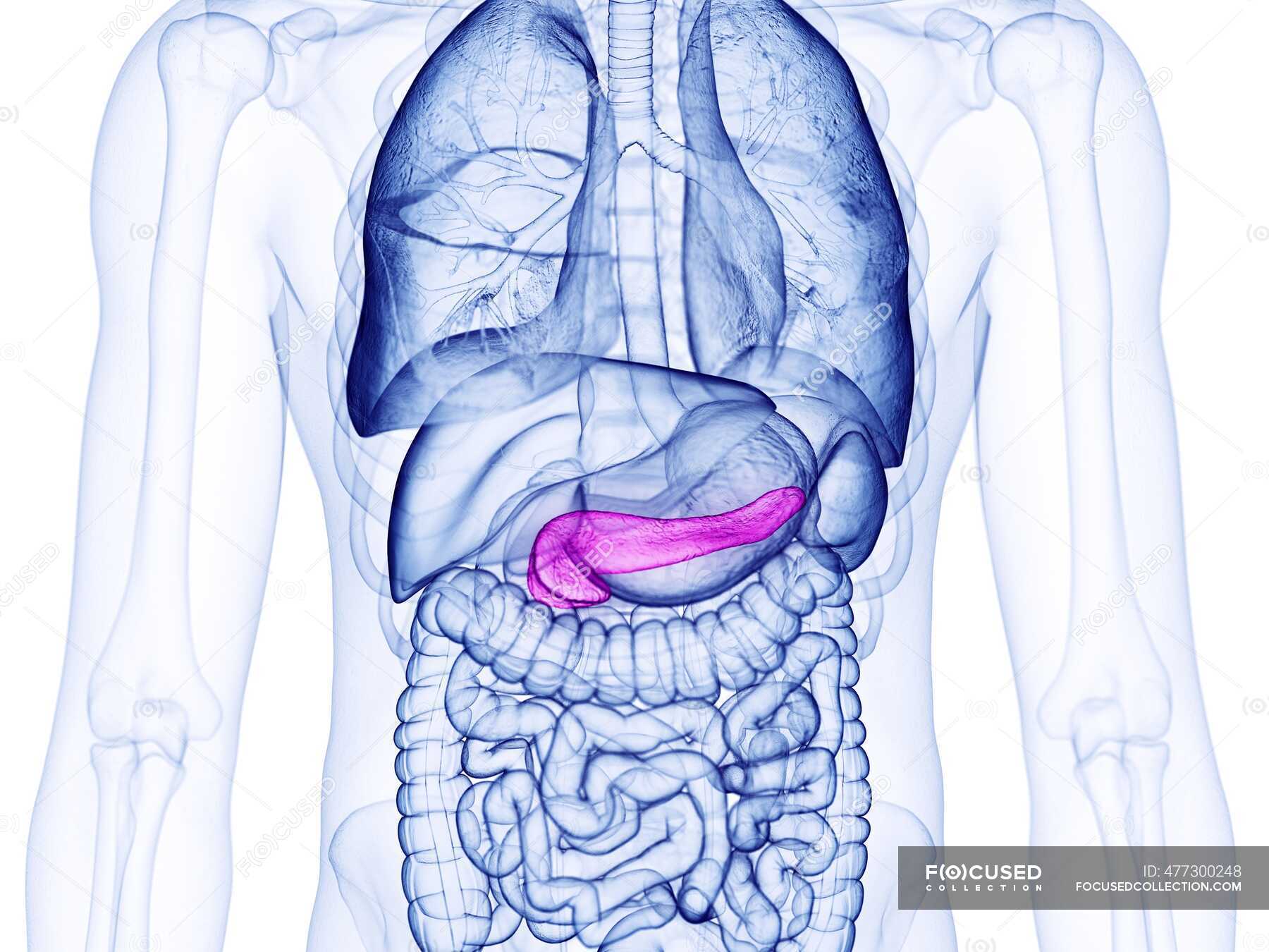 Menschliche Bauchspeicheldrüse Computerillustration Pankreas durchsichtig Stock Photo