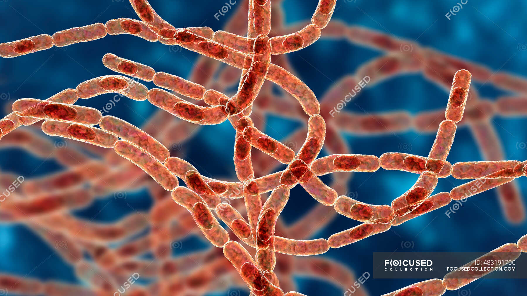 Bactérias Antraz Ilustração Bactérias Antraz Bacillus Anthracis São A Causa Da Doença Antraz 8942