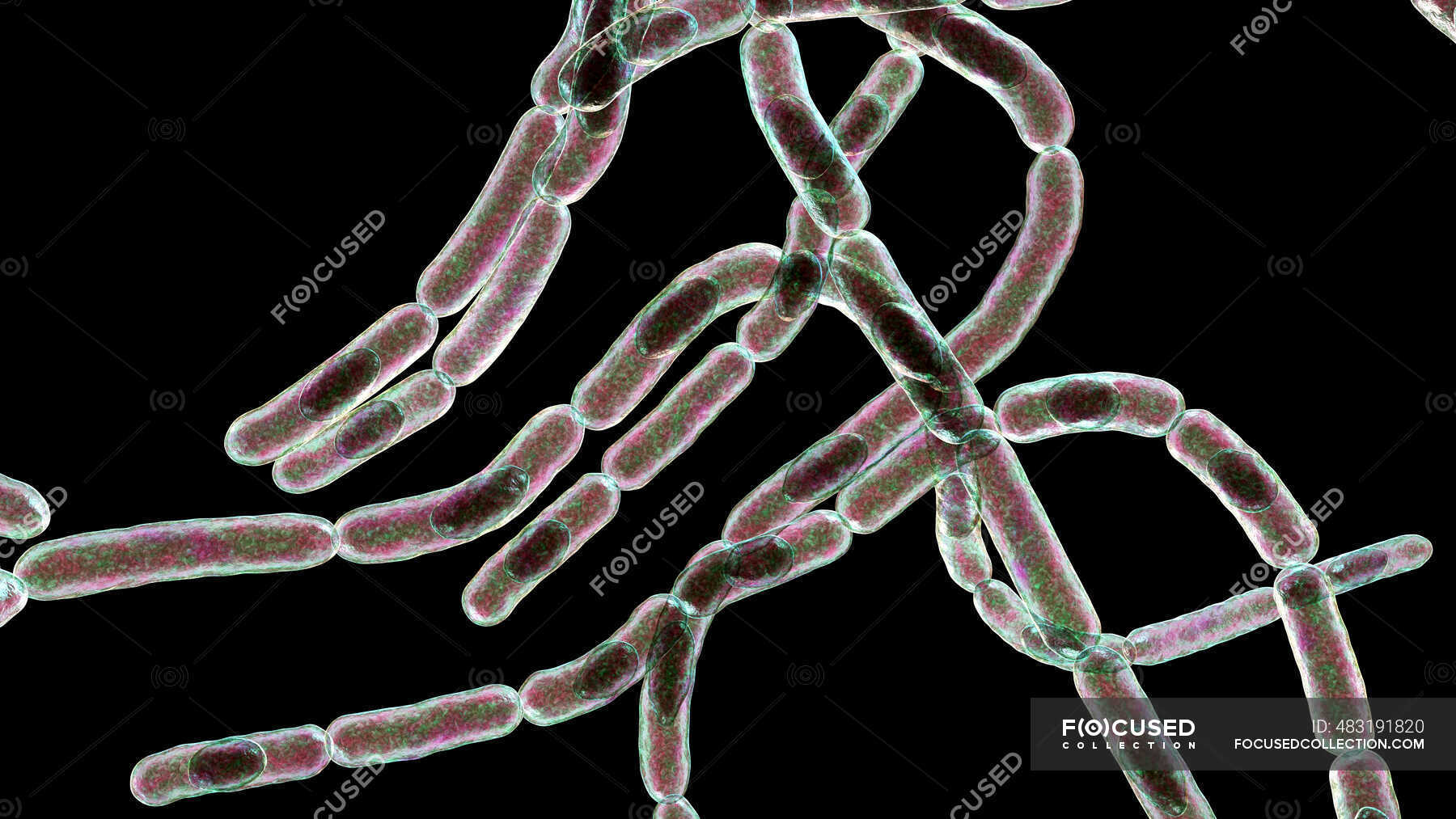 Bactérias Antraz Ilustração Bactérias Antraz Bacillus Anthracis São A Causa Da Doença Antraz 5158