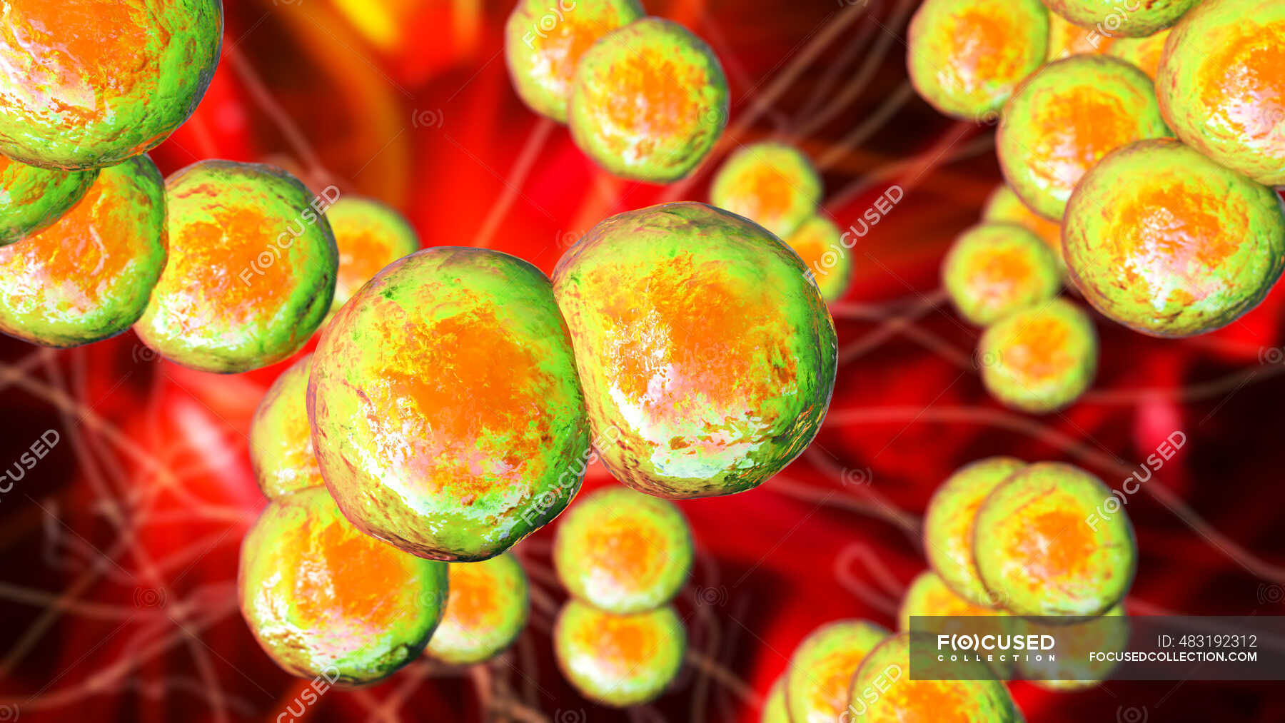 Spherical bacteria - Stock Photos, Royalty Free Images | Focused