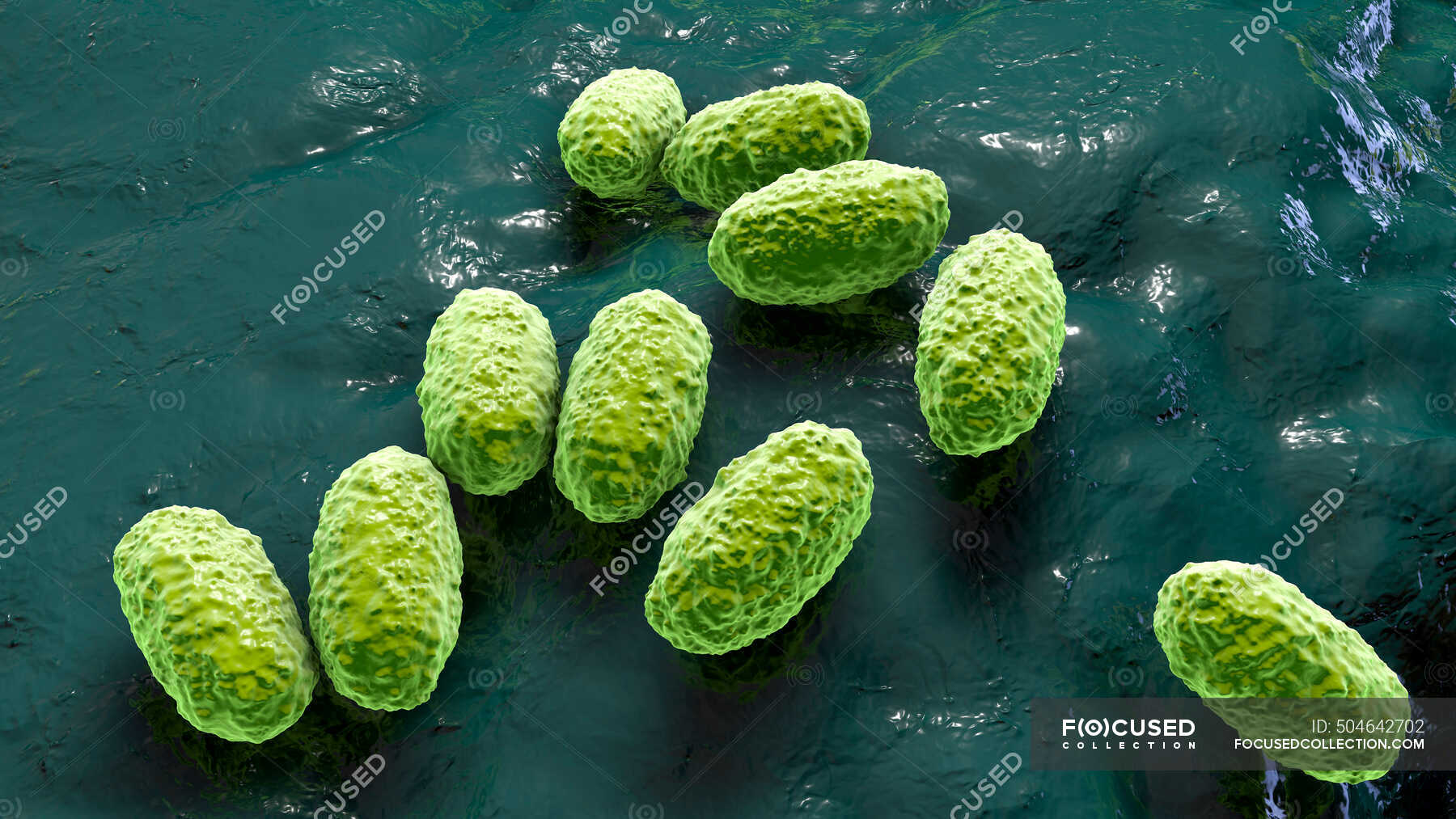 whooping-cough-bacterium-bordetella-pertussis-illustration-these