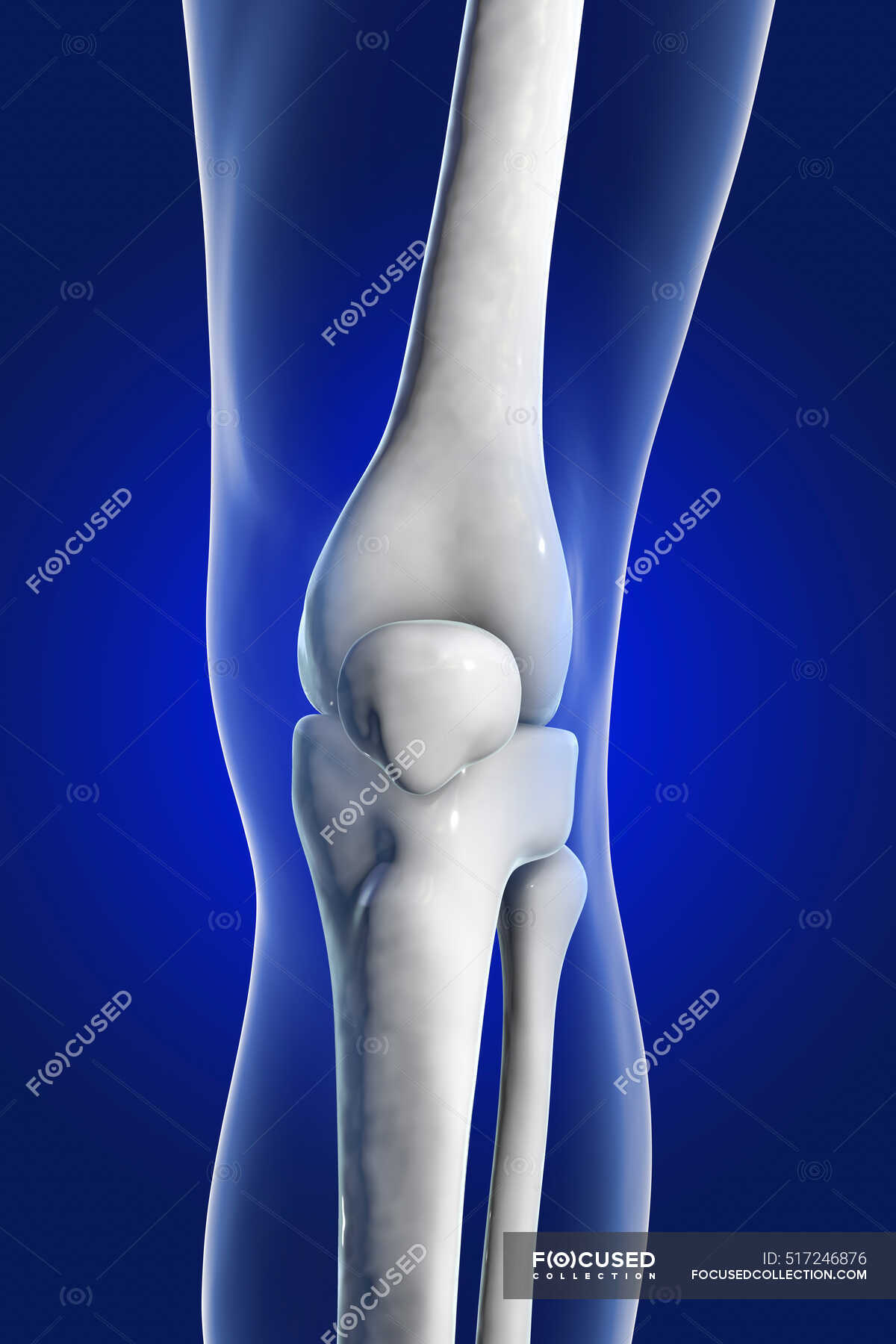 Human knee joint, computer illustration. — tibia, muscular - Stock ...