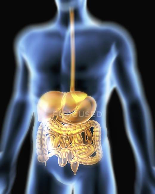 Human body and digestive system — Stock Photo