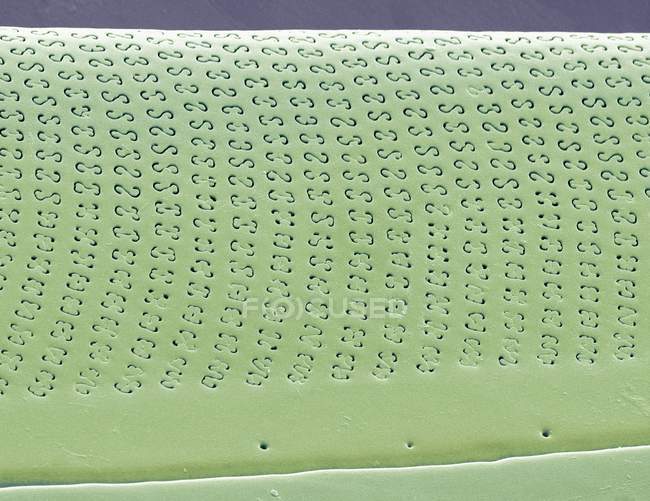 Diatomeas algas unicelulares - foto de stock